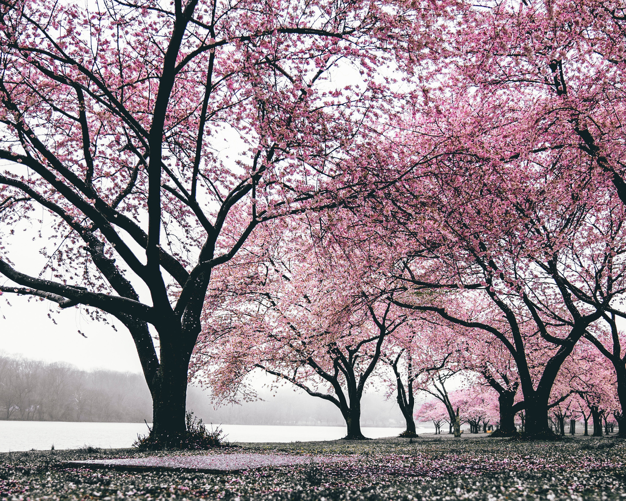 Cherry Blossoms Wallpapers