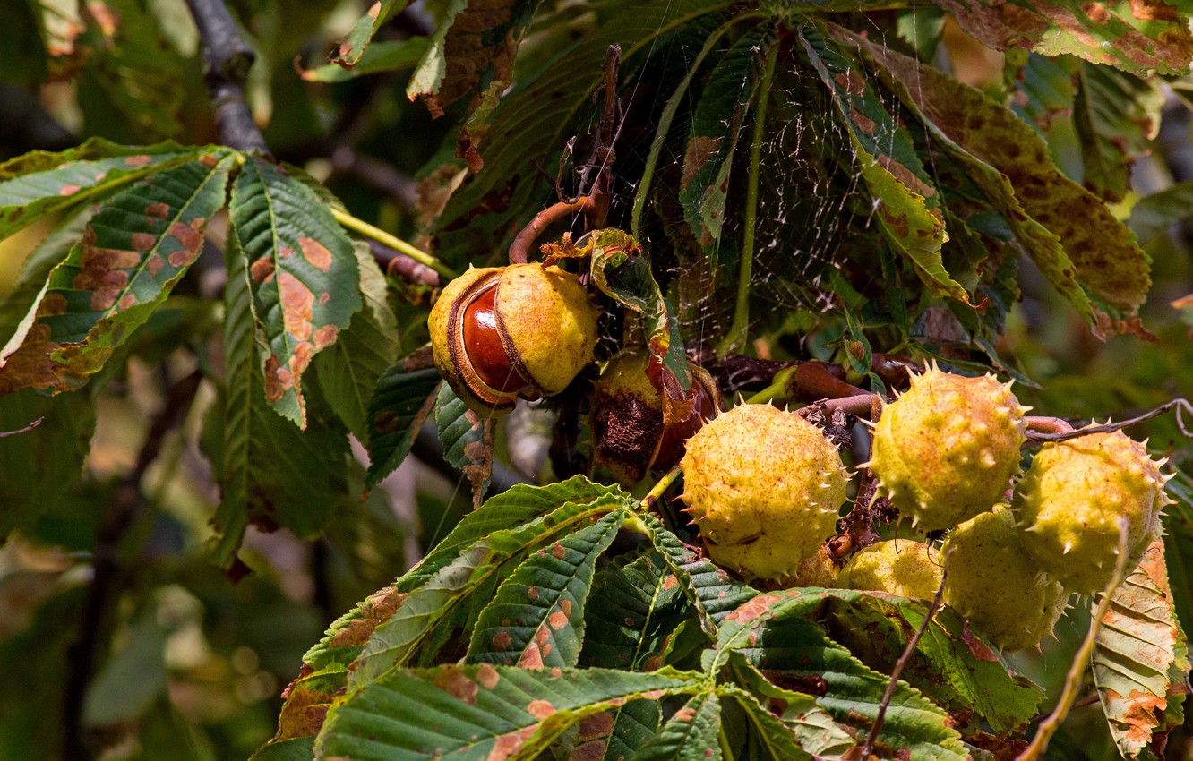 Chestnut Wallpapers