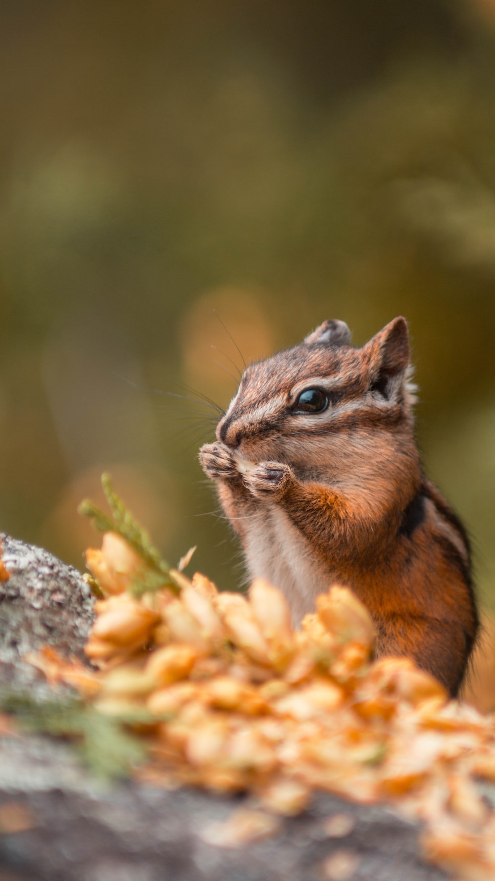 Chipmunk Wallpapers