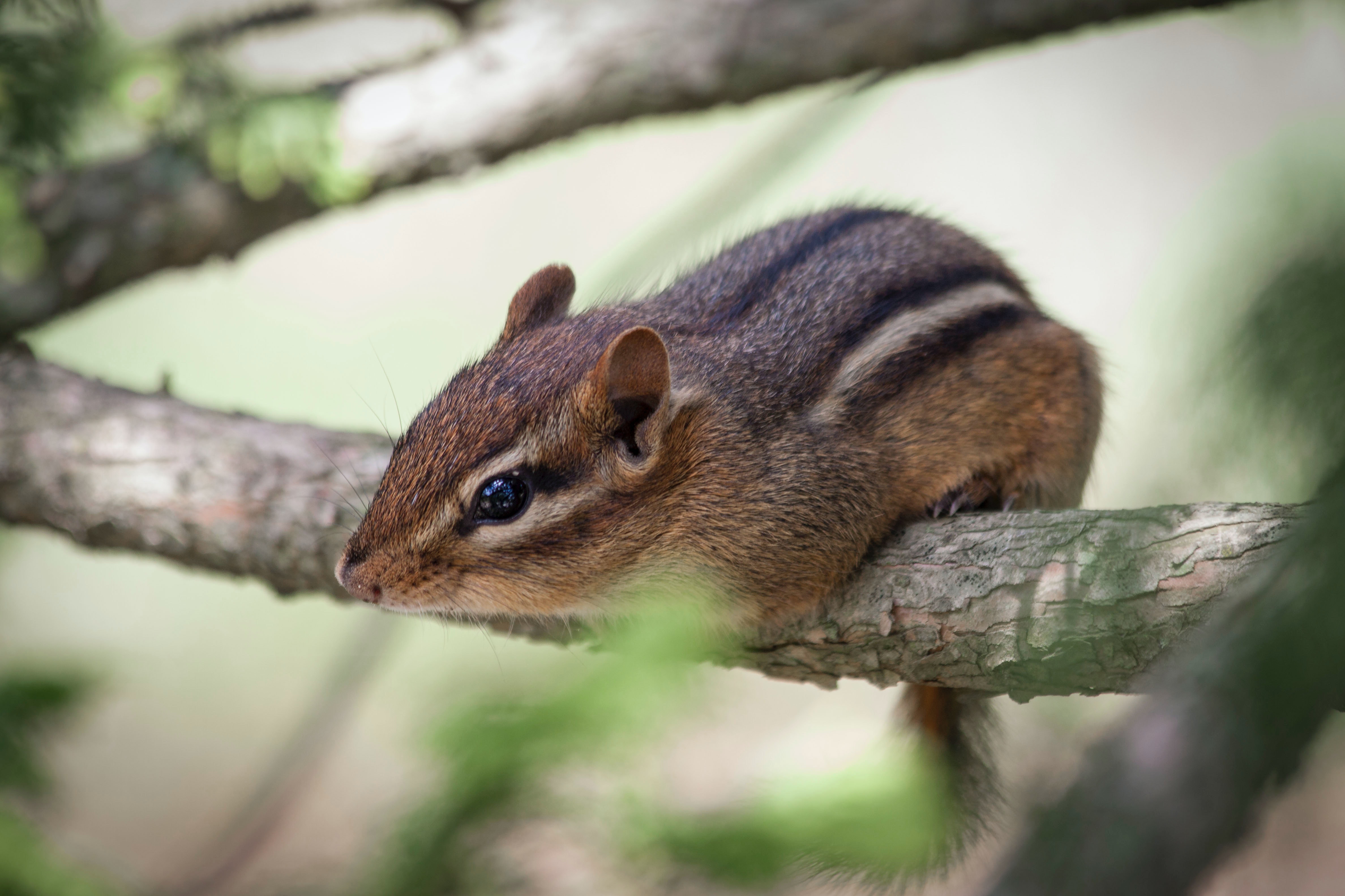 Chipmunk Wallpapers