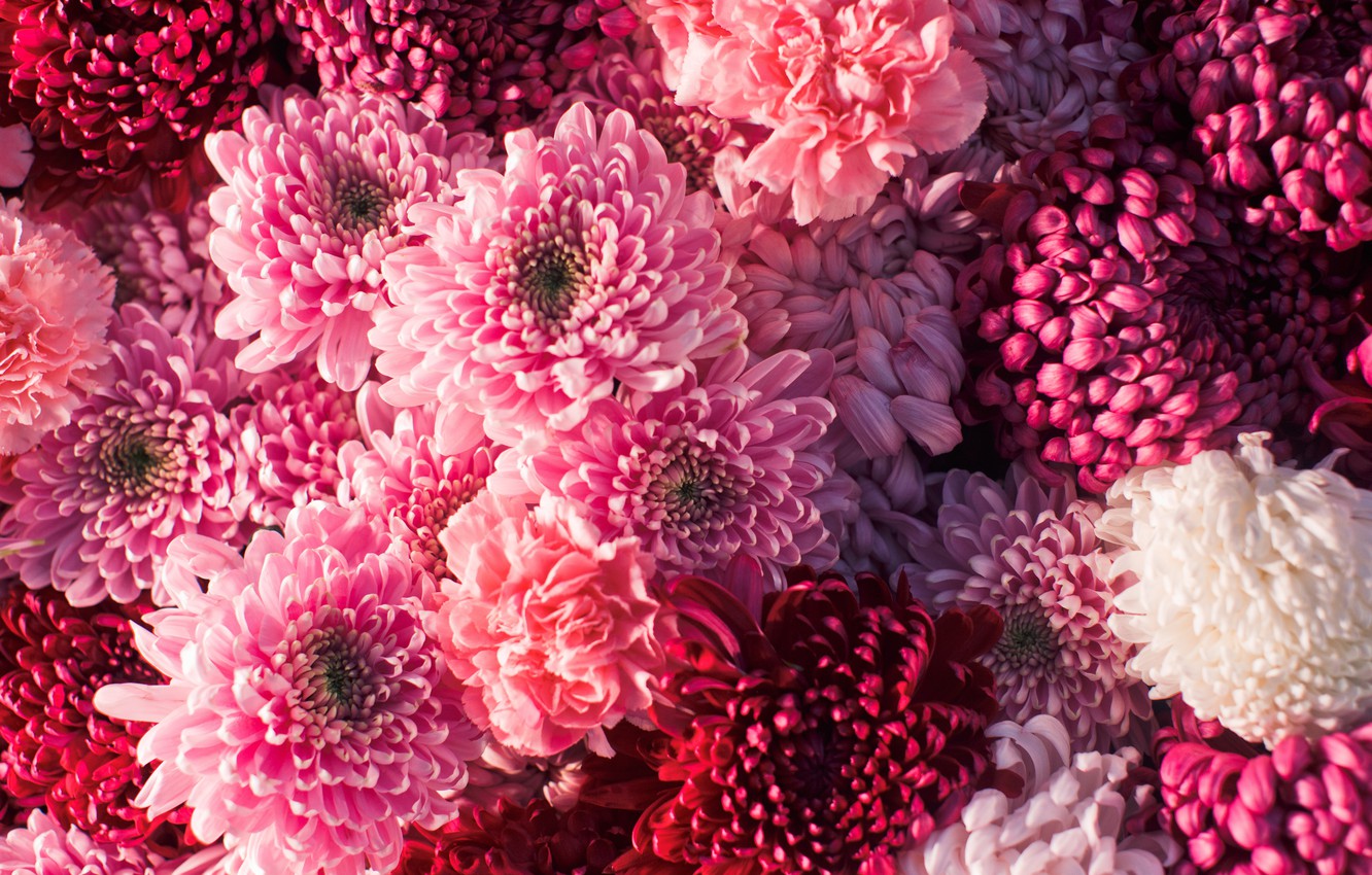 Chrysanthemum Wallpapers