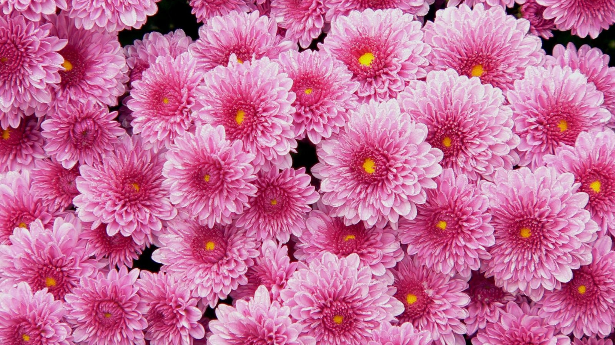 Chrysanthemum Wallpapers