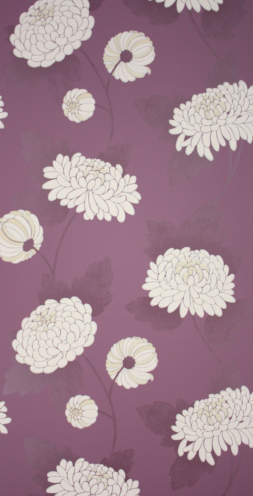 Chrysanthemum Wallpapers