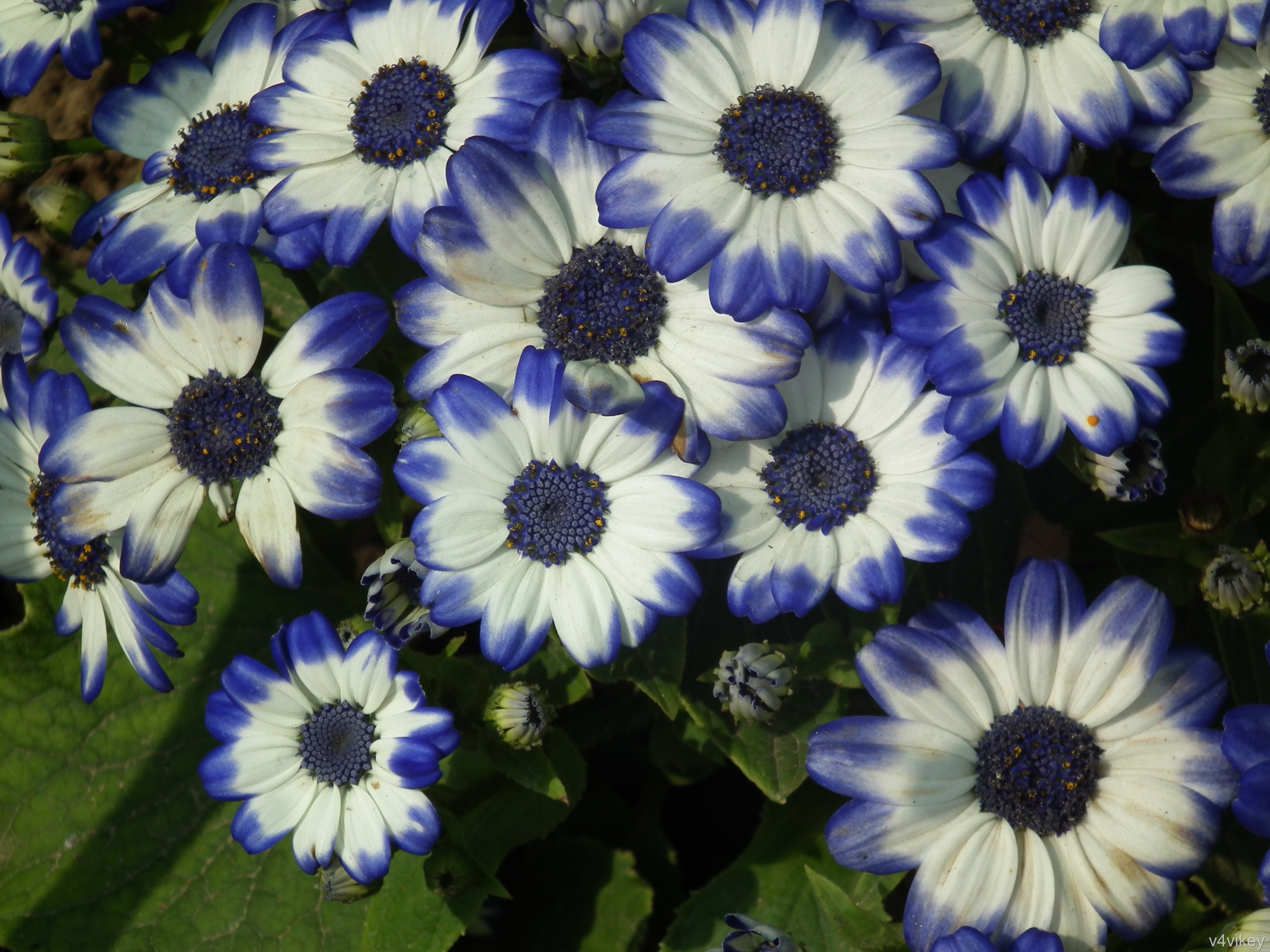 Cineraria Wallpapers