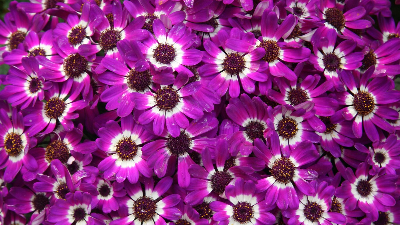 Cineraria Wallpapers