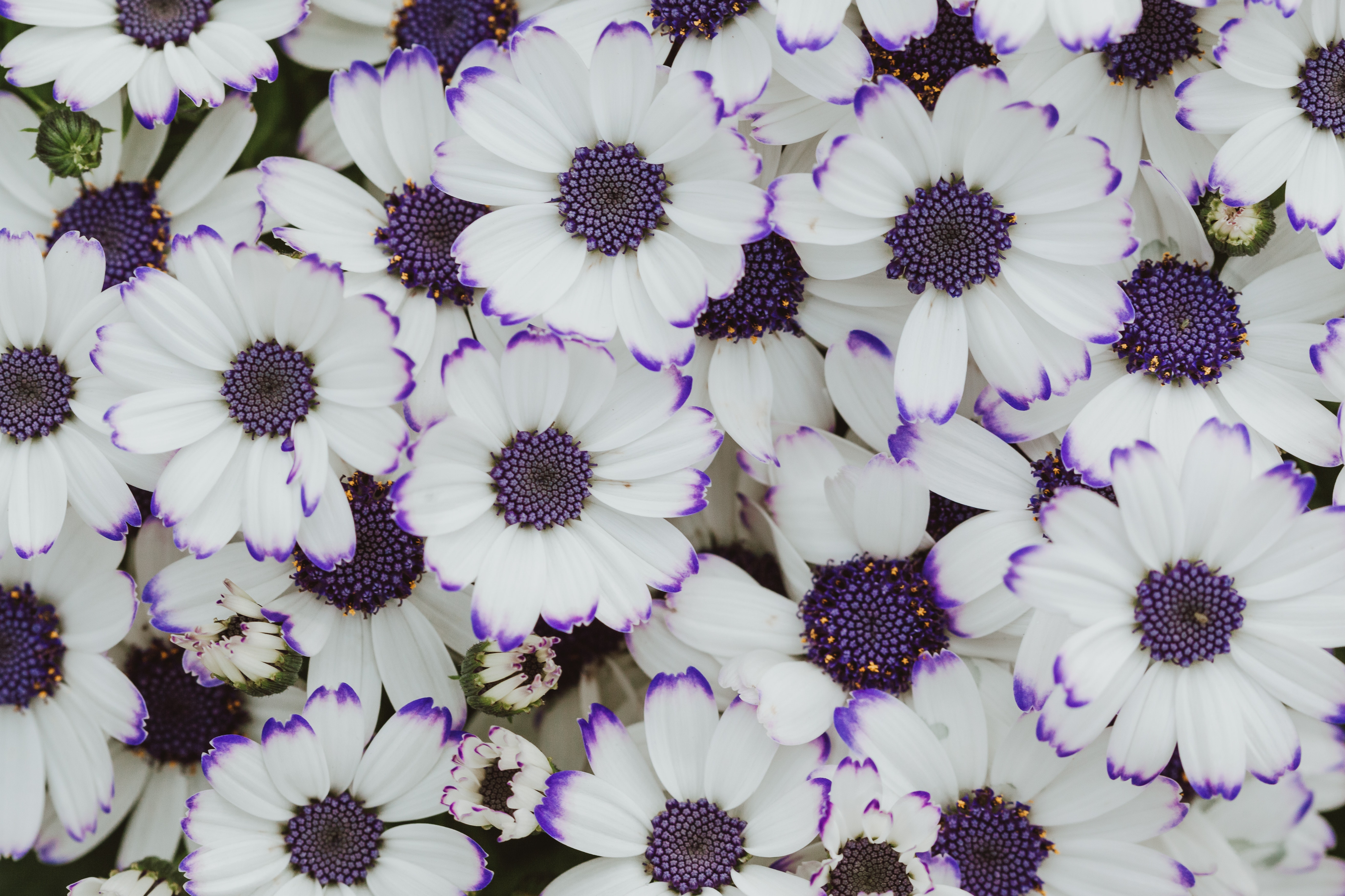 Cineraria Wallpapers