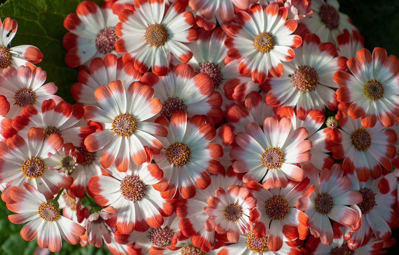 Cineraria Wallpapers