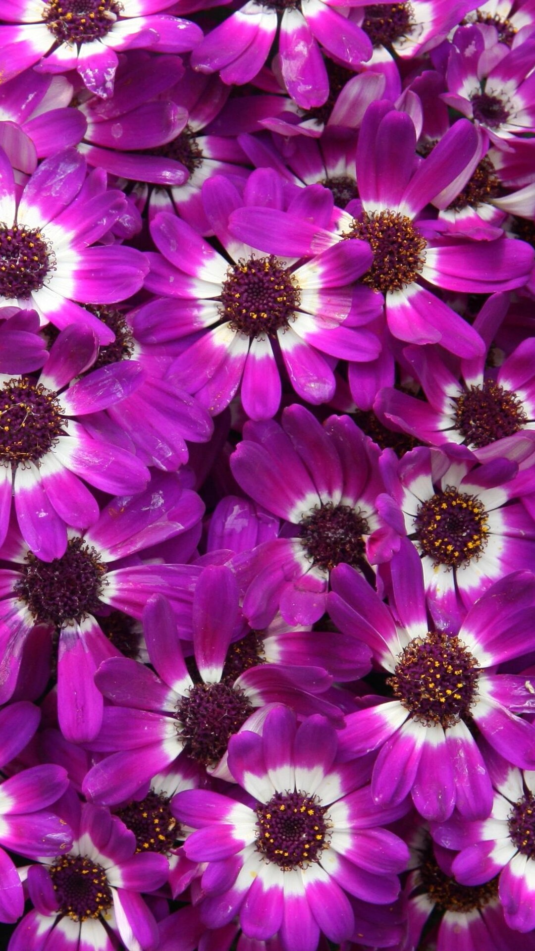 Cineraria Wallpapers