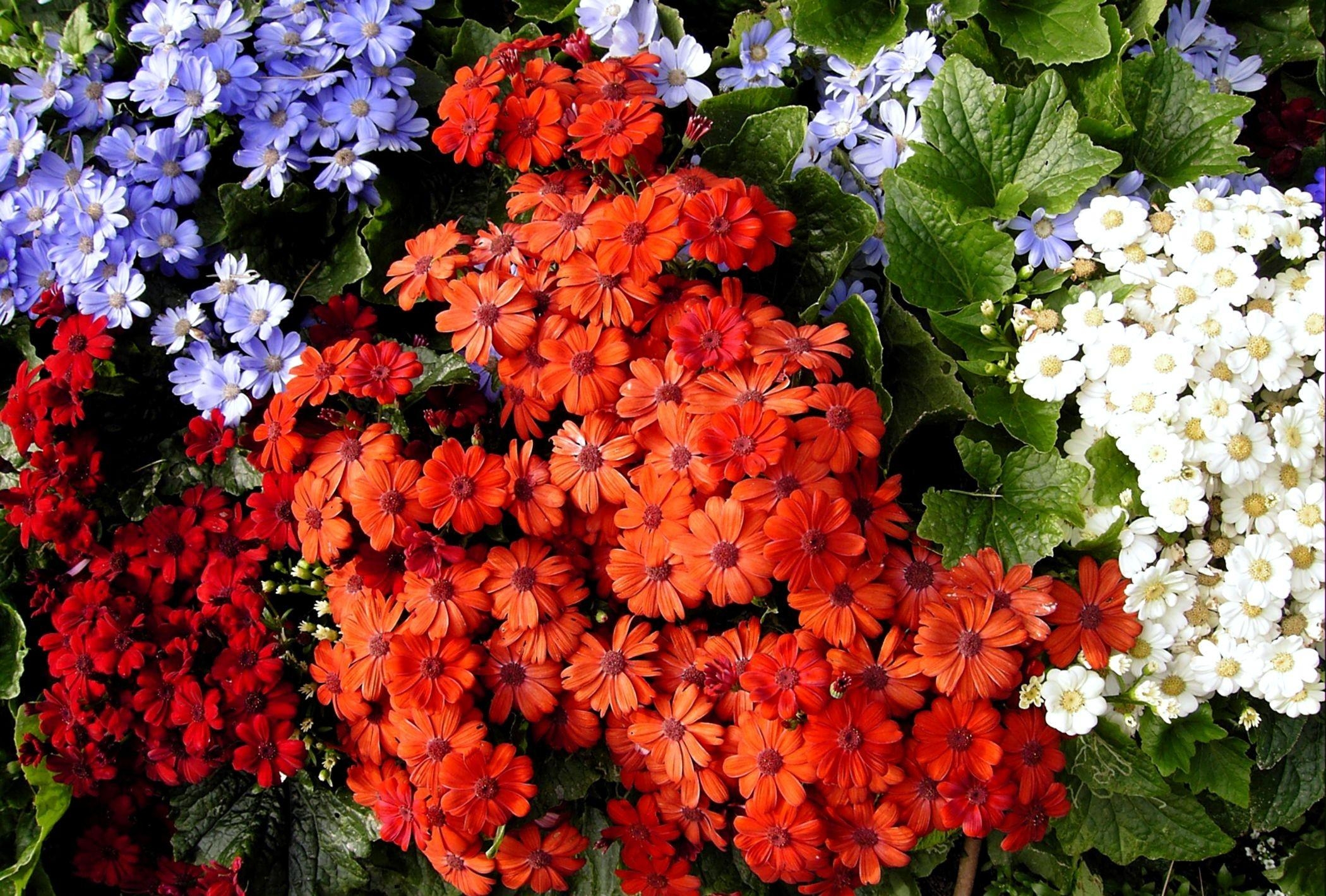 Cineraria Wallpapers