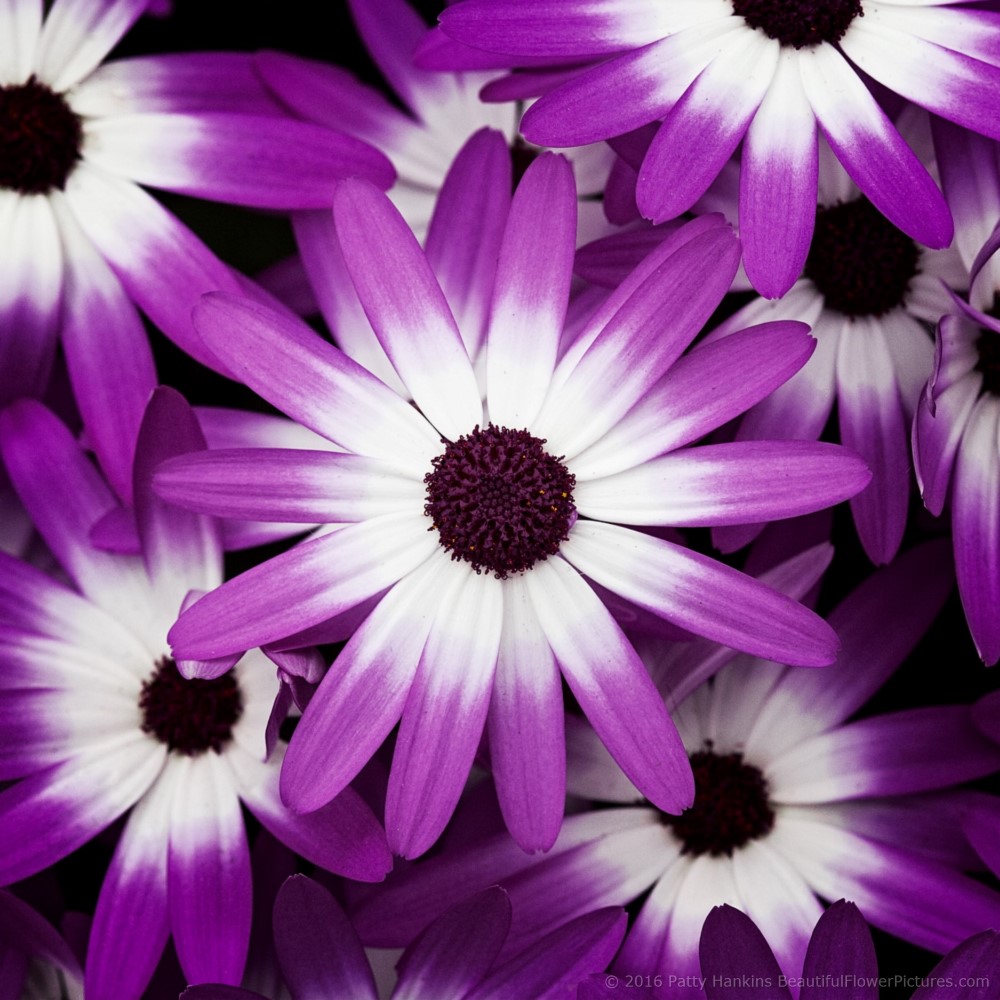 Cineraria Wallpapers