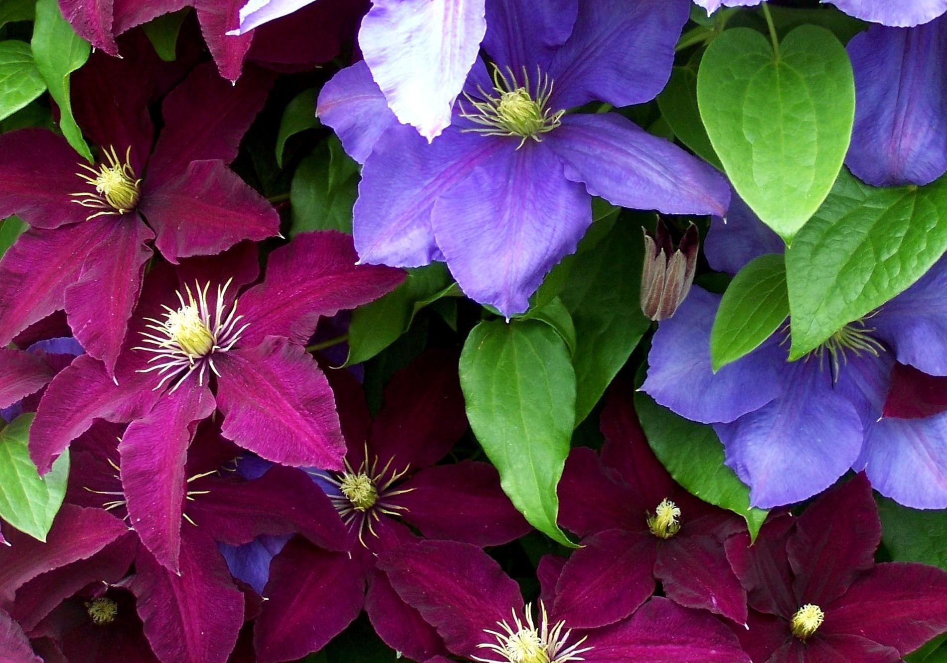 Clematis Wallpapers