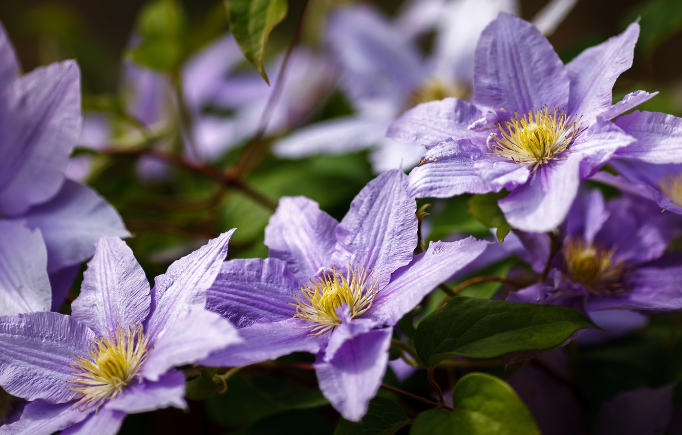 Clematis Wallpapers