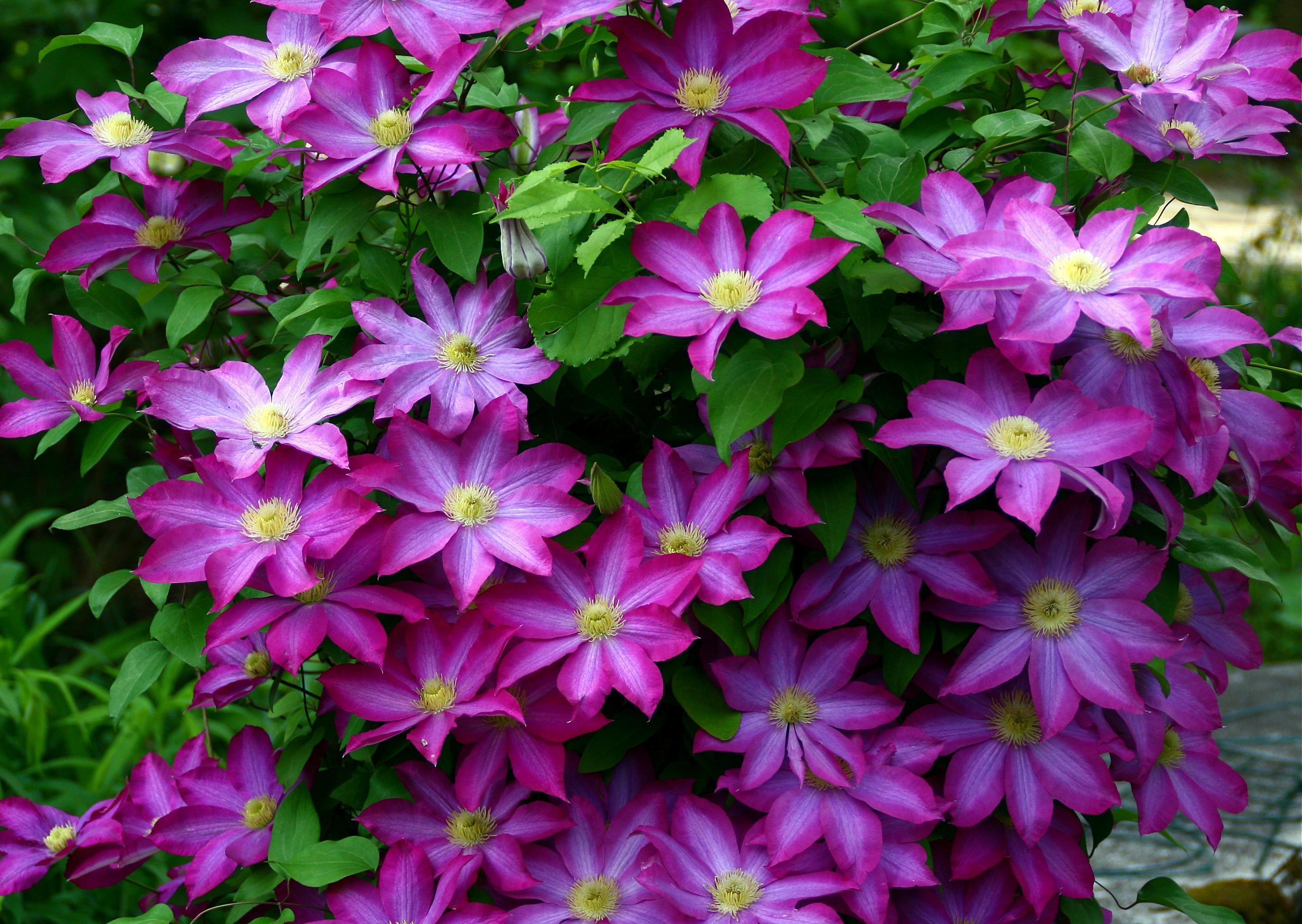 Clematis Wallpapers