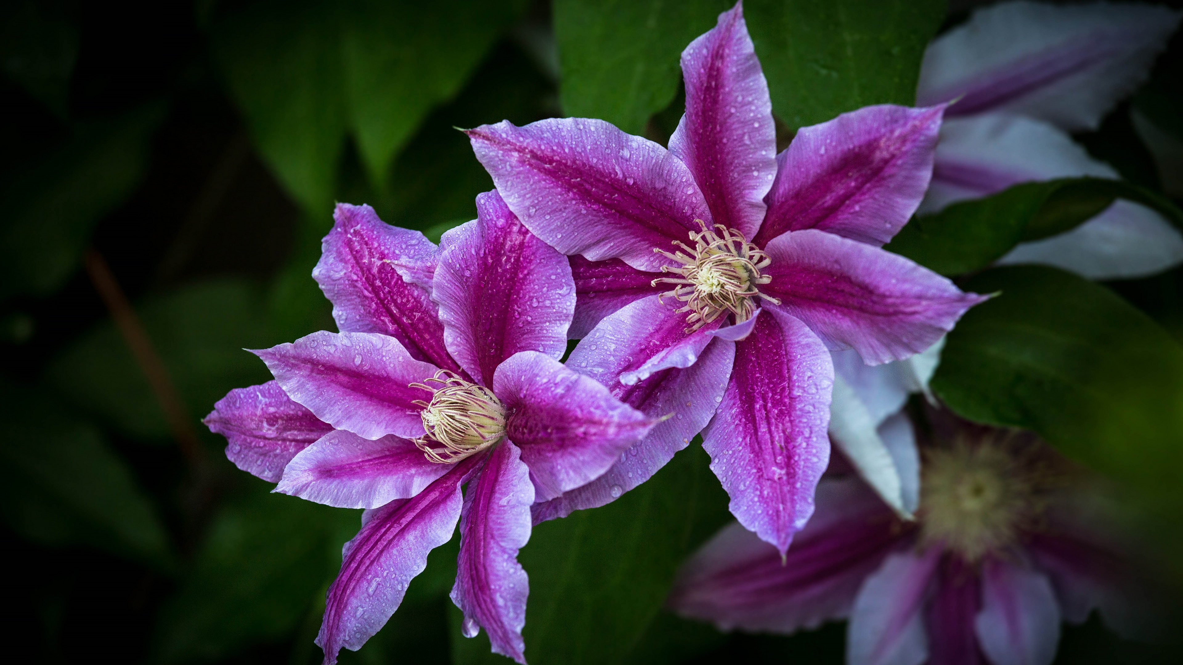 Clematis Wallpapers