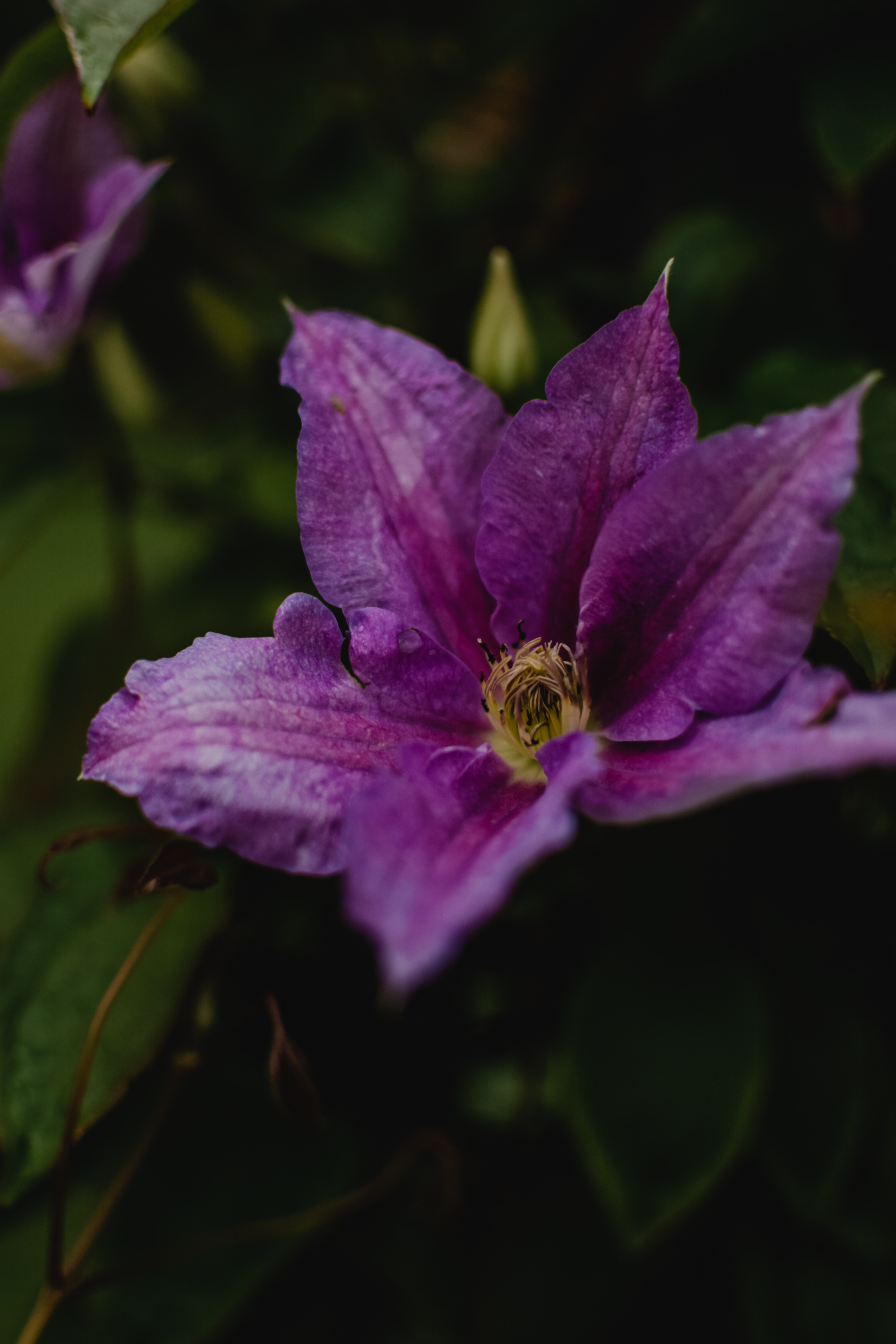 Clematis Wallpapers