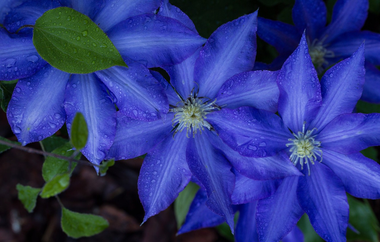 Clematis Wallpapers