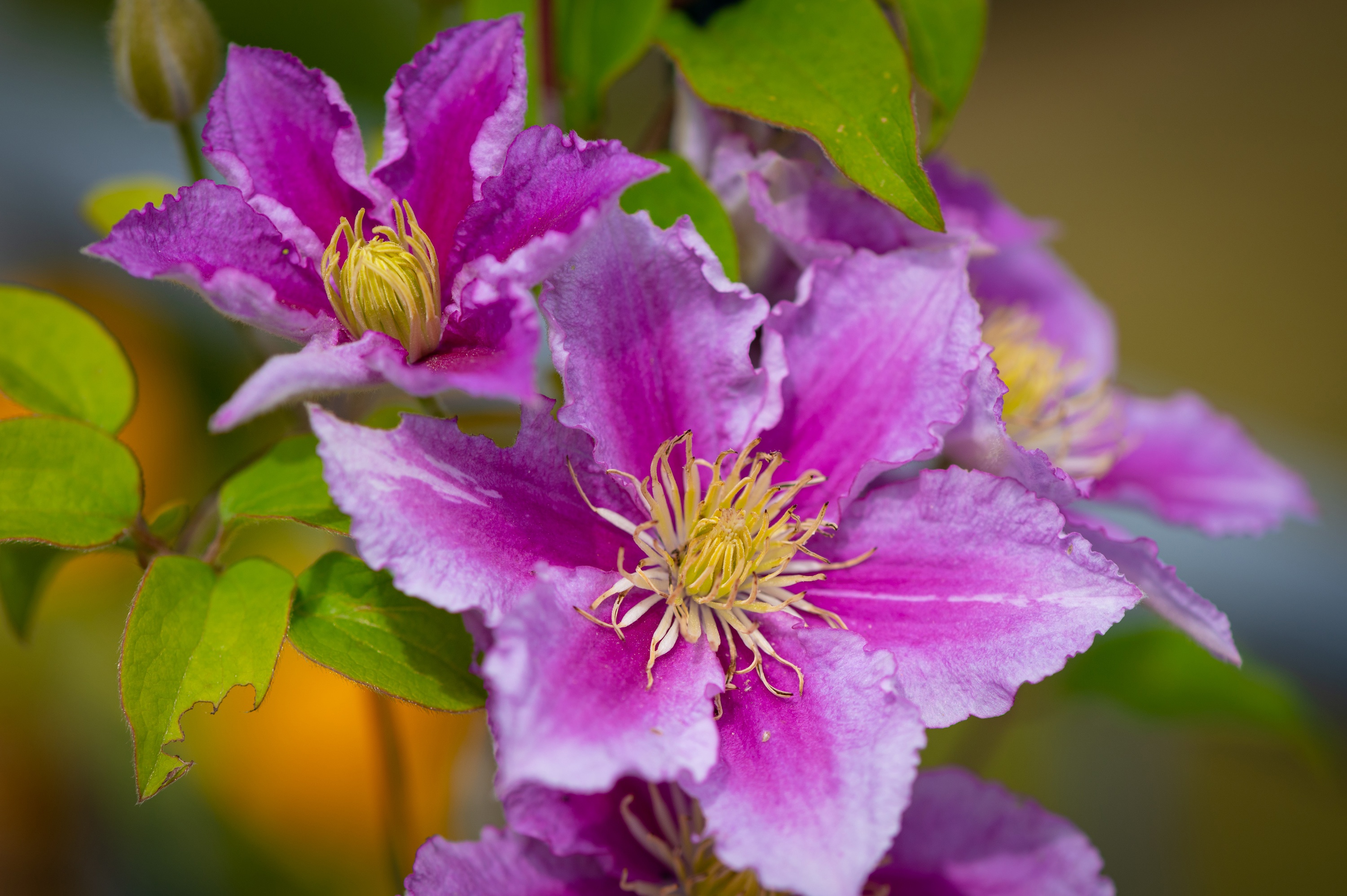 Clematis Wallpapers