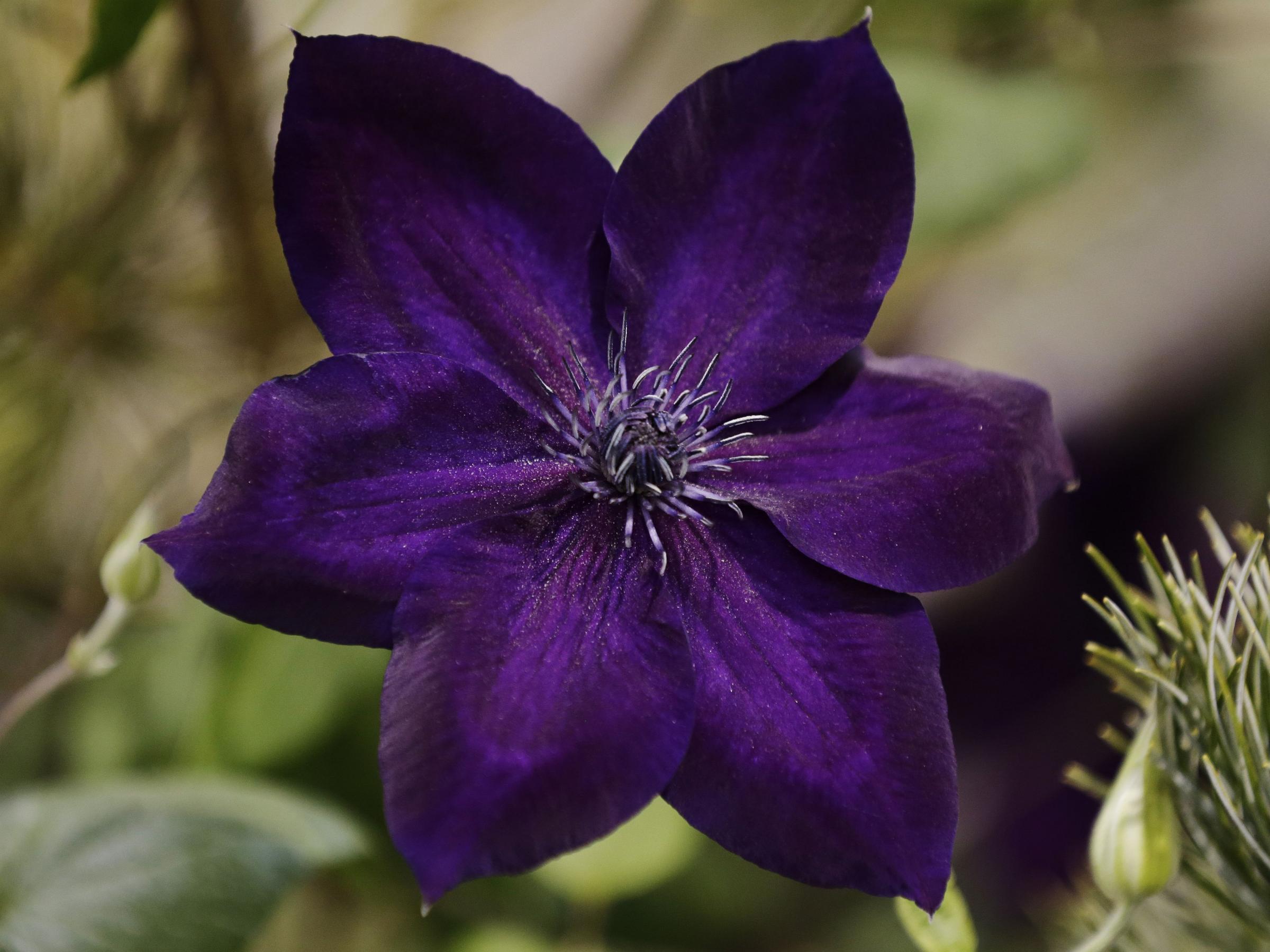 Clematis Wallpapers