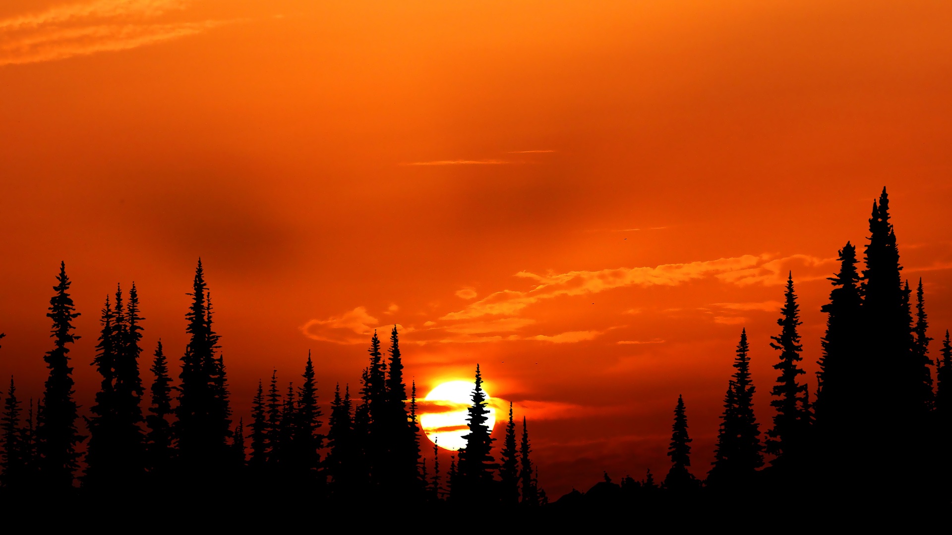 Cloudy Orange Sunset In Forest Wallpapers