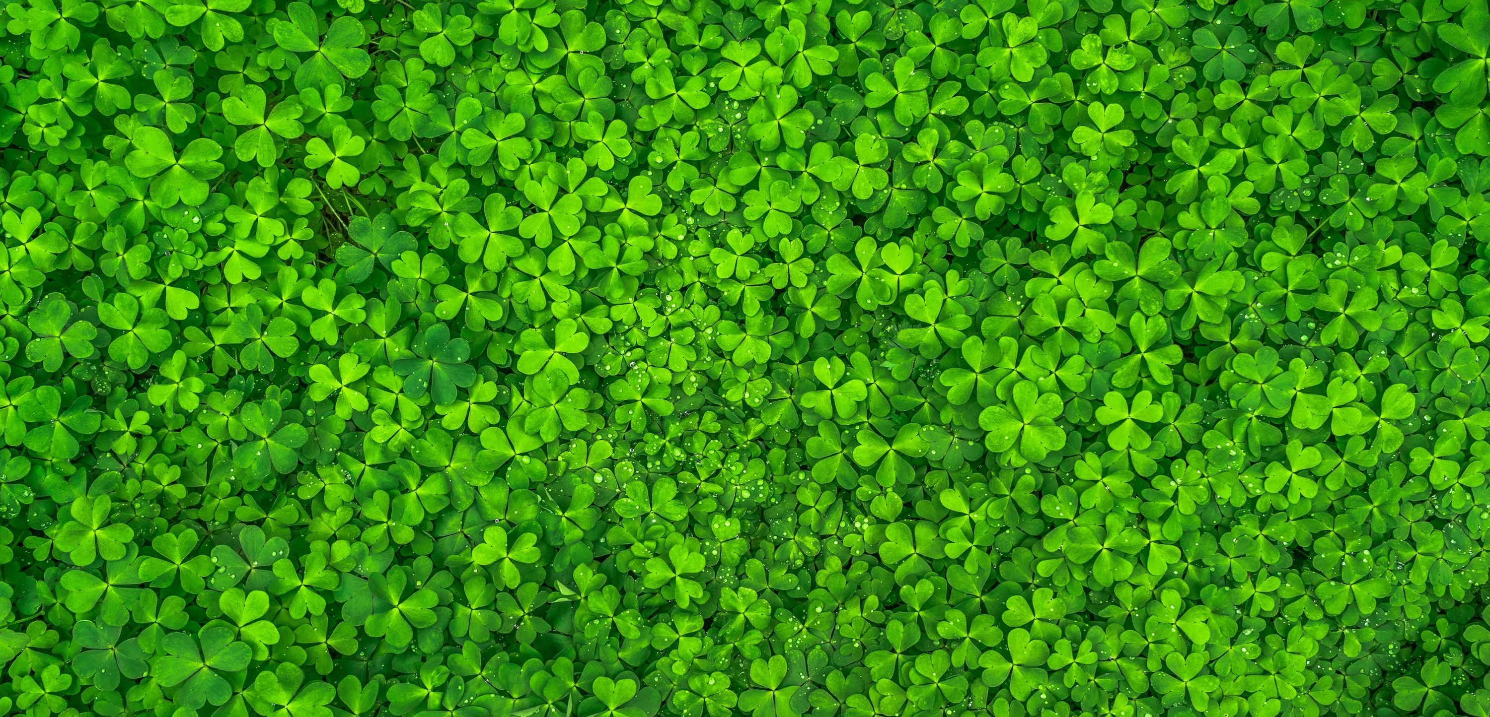 Clover Wallpapers