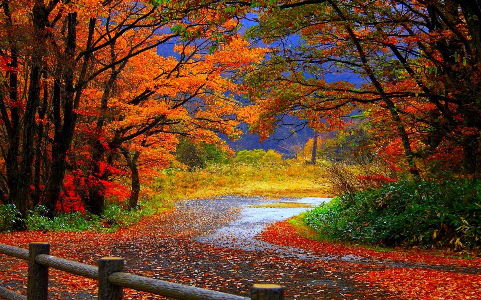 Colorful Landscape Forest Fall Wallpapers