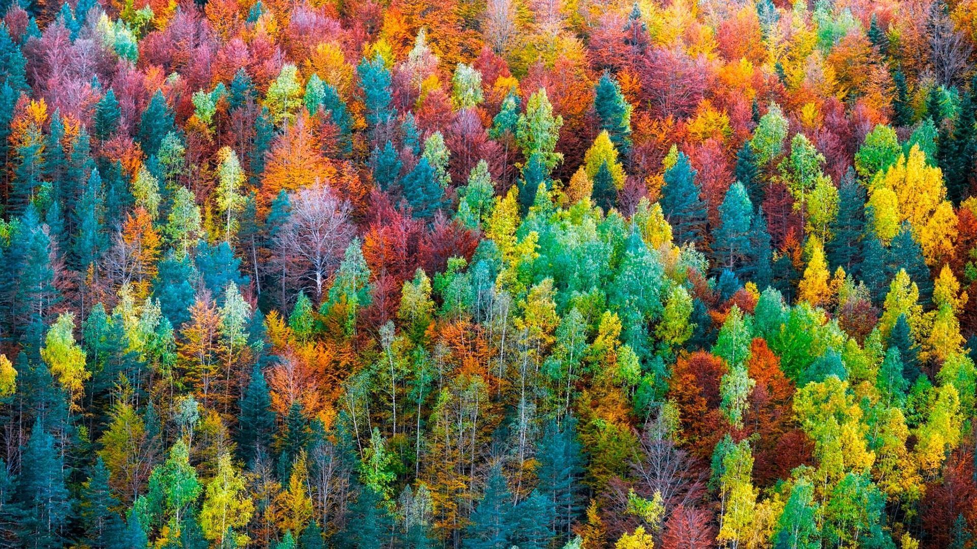 Colorful Landscape Forest Fall Wallpapers