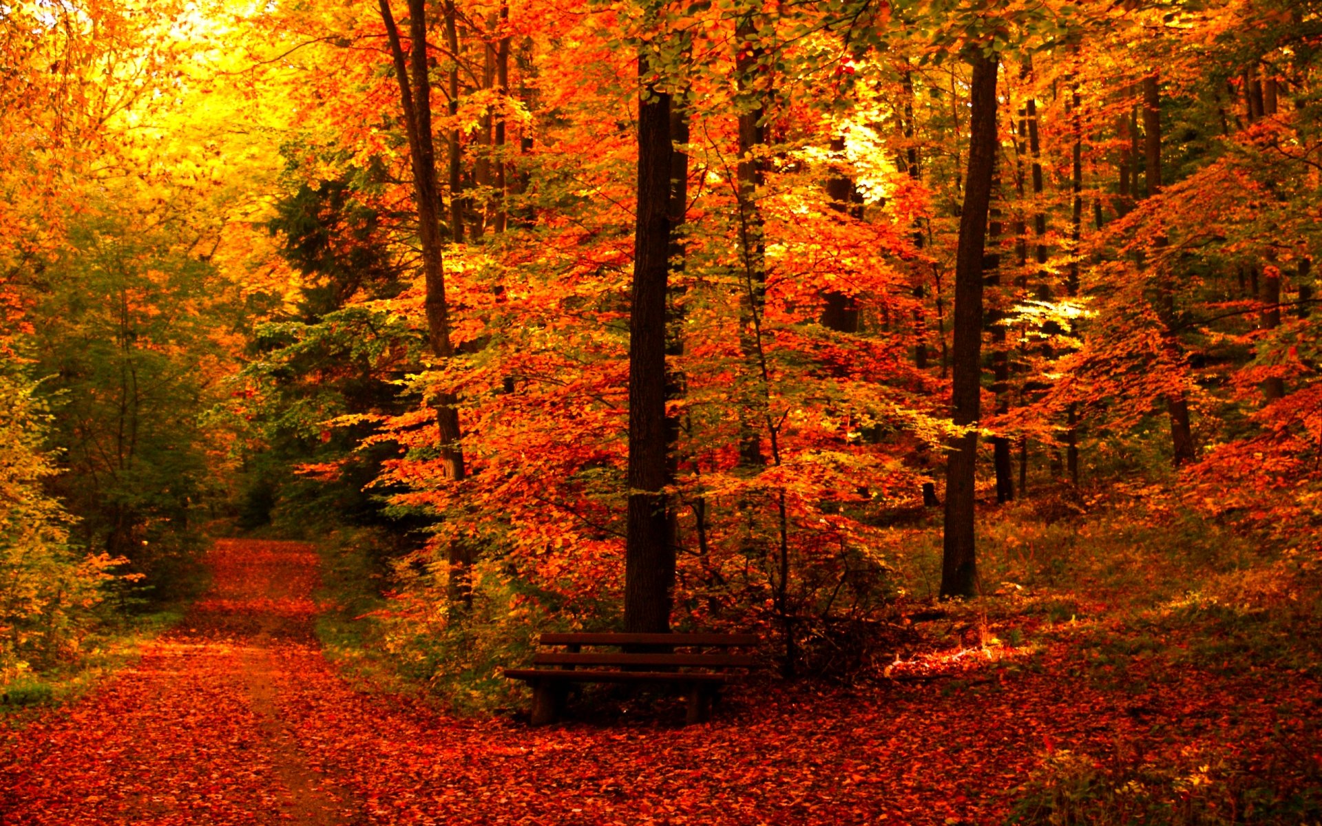 Colorful Landscape Forest Fall Wallpapers