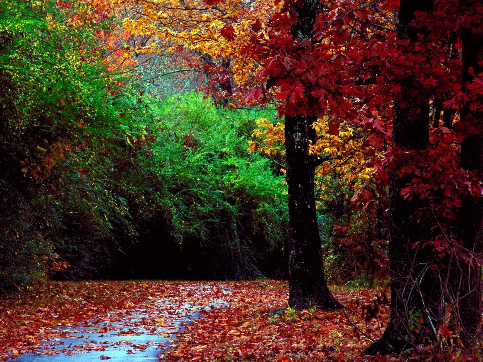 Colorful Landscape Forest Fall Wallpapers
