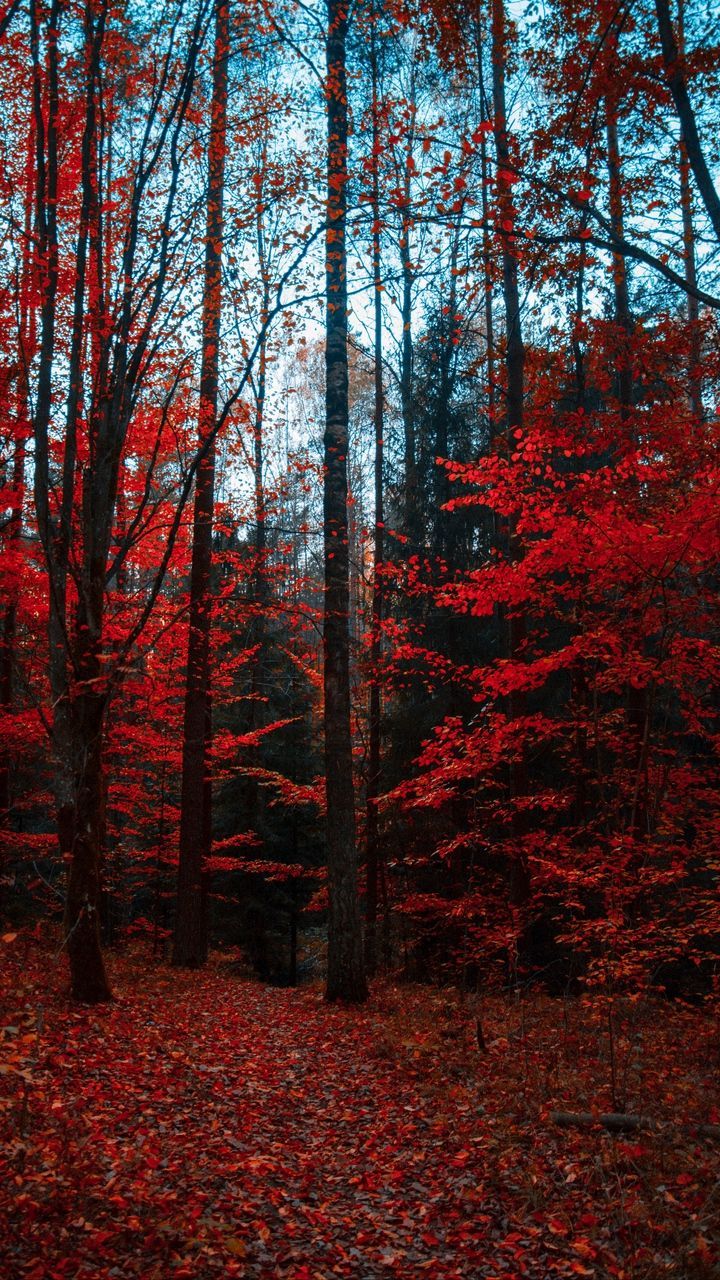 Colorful Landscape Forest Fall Wallpapers