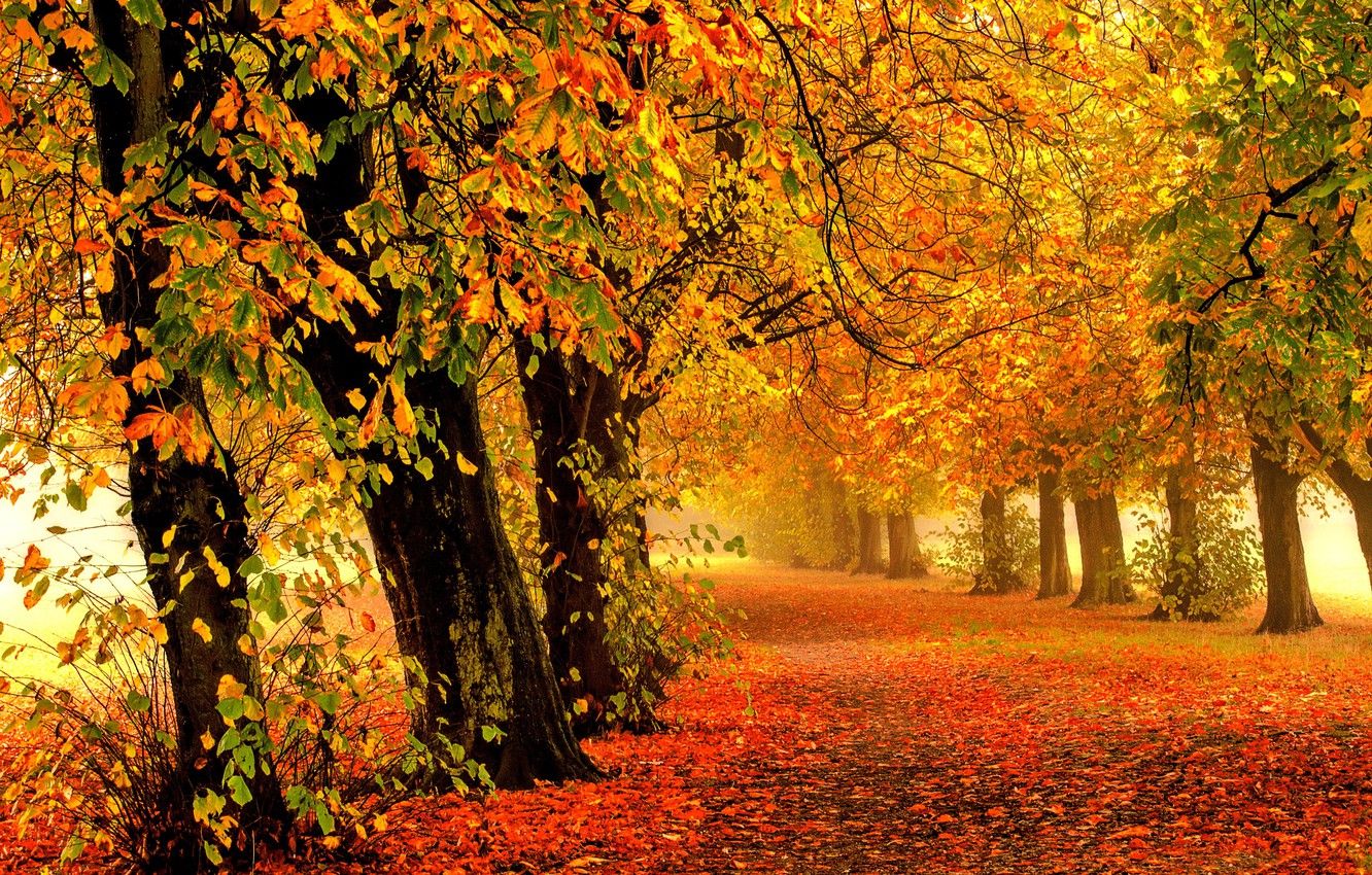 Colorful Landscape Forest Fall Wallpapers