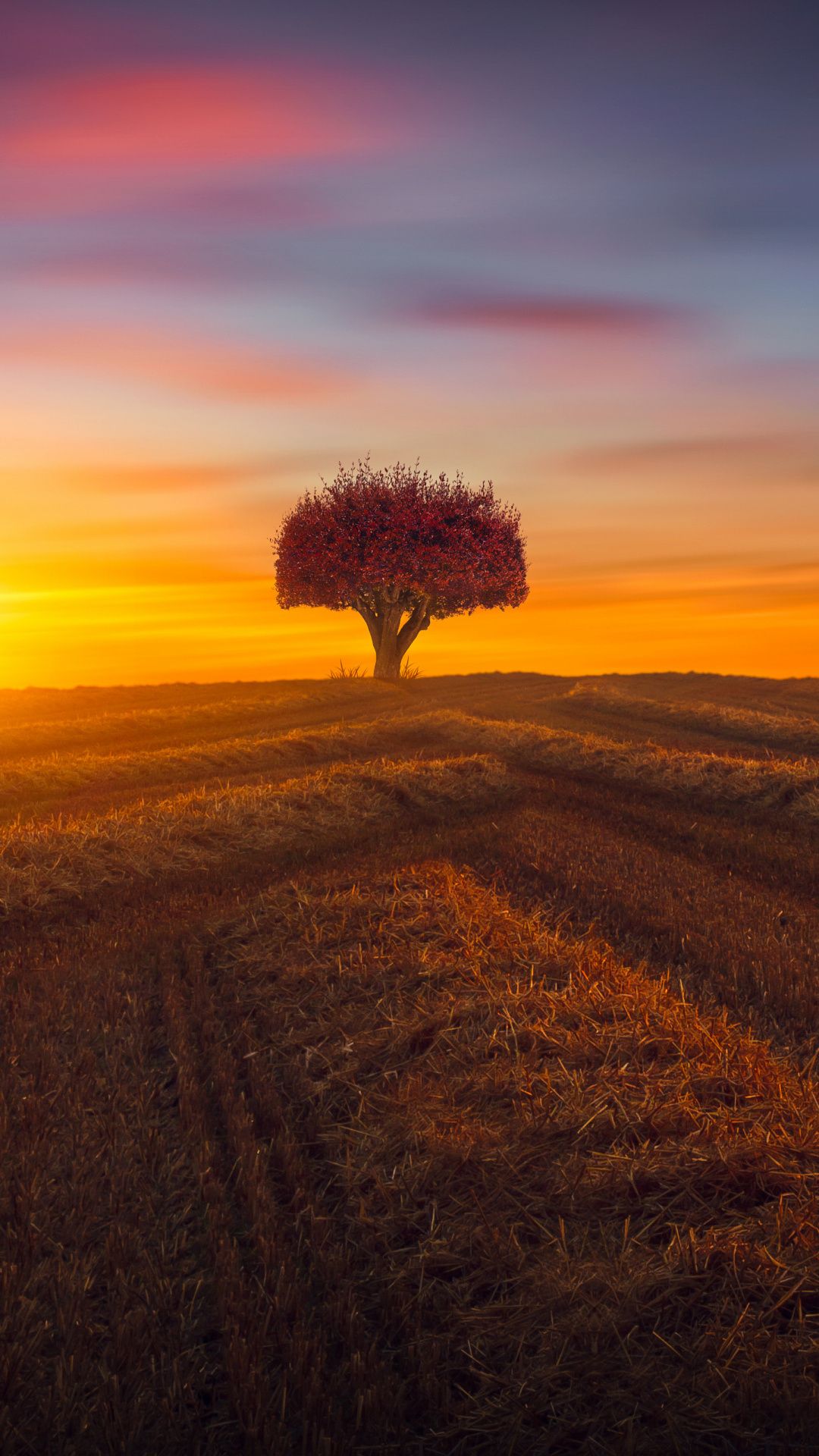 Colorful Sunset At Lonely Field Wallpapers