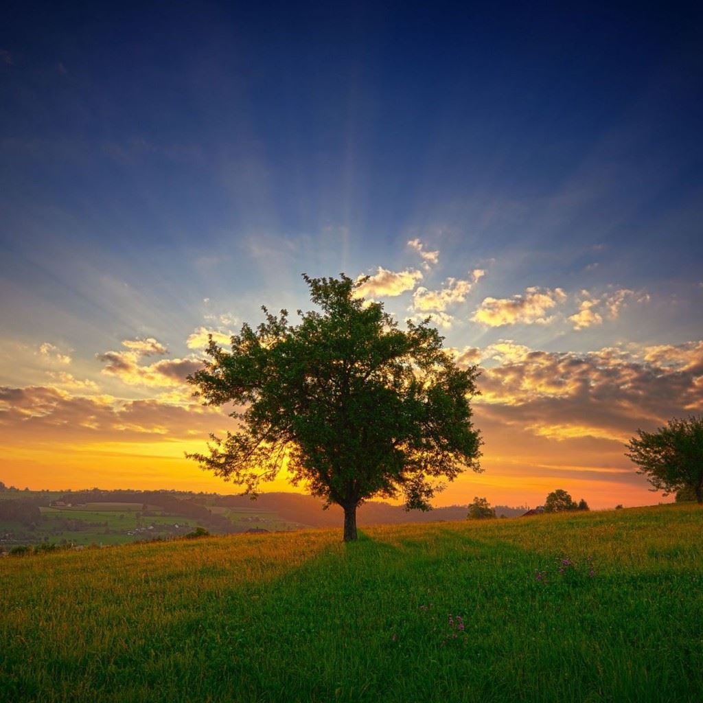 Colorful Sunset At Lonely Field Wallpapers