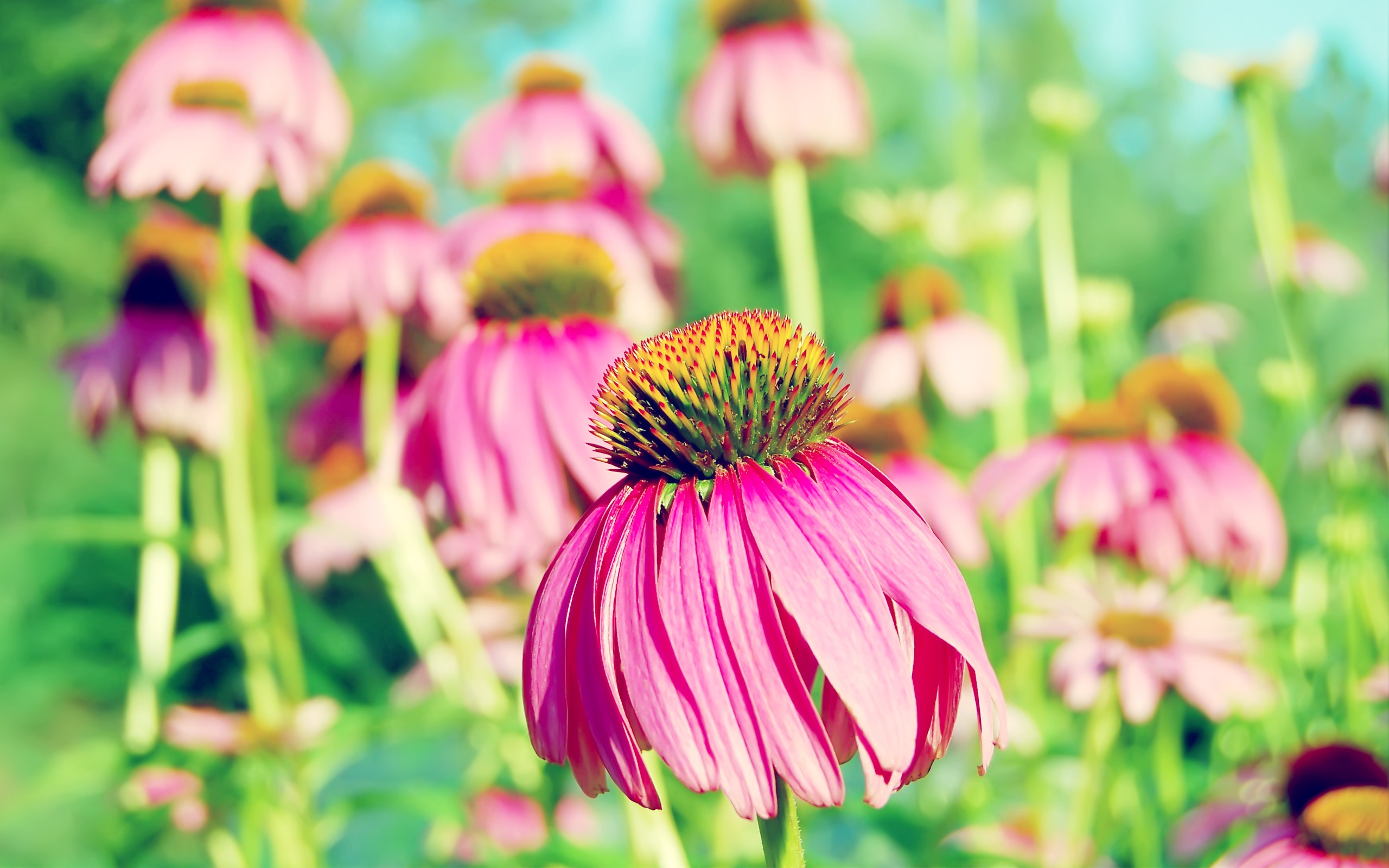 Coneflower Wallpapers