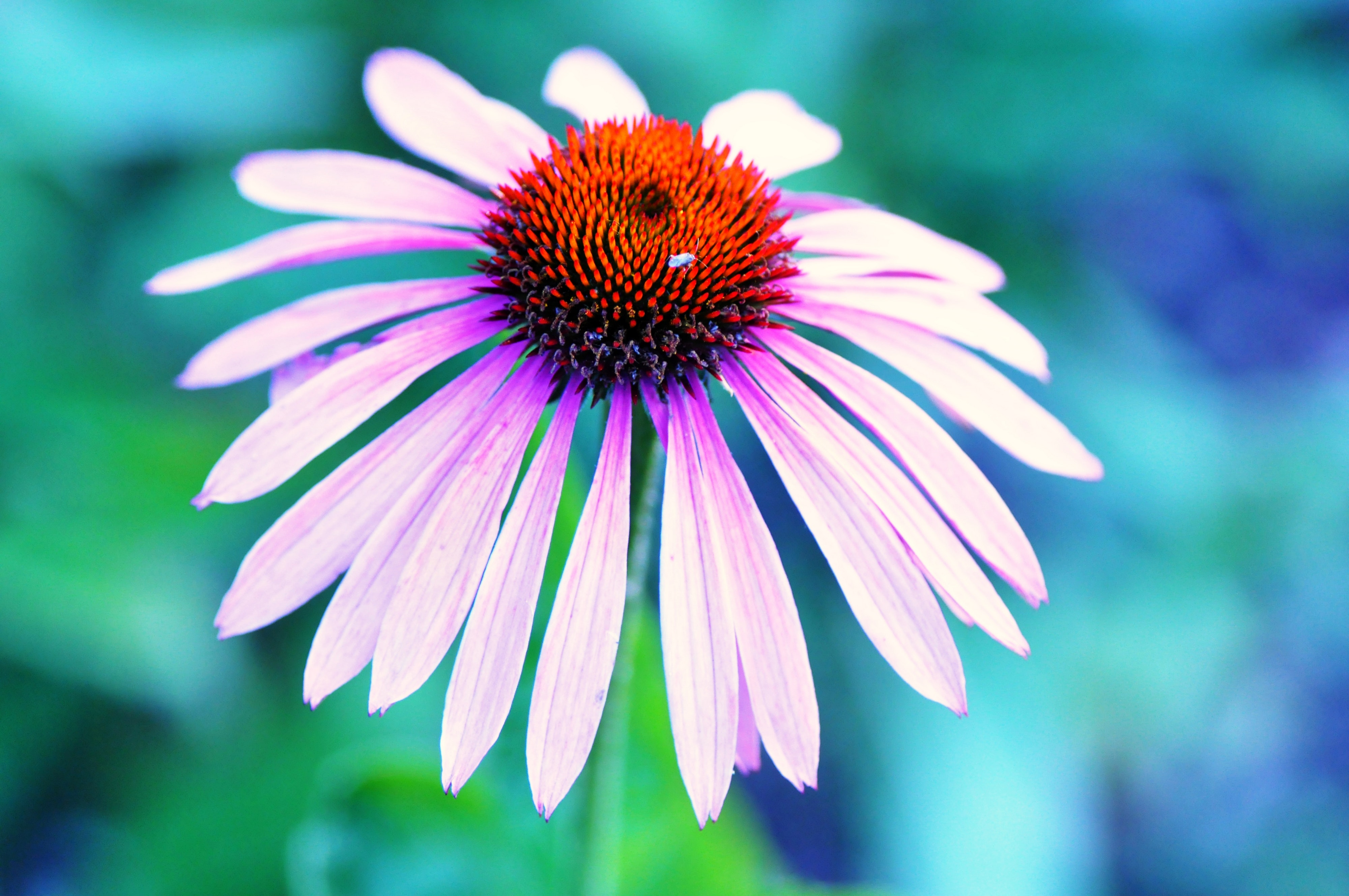 Coneflower Wallpapers