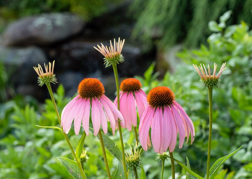 Coneflower Wallpapers