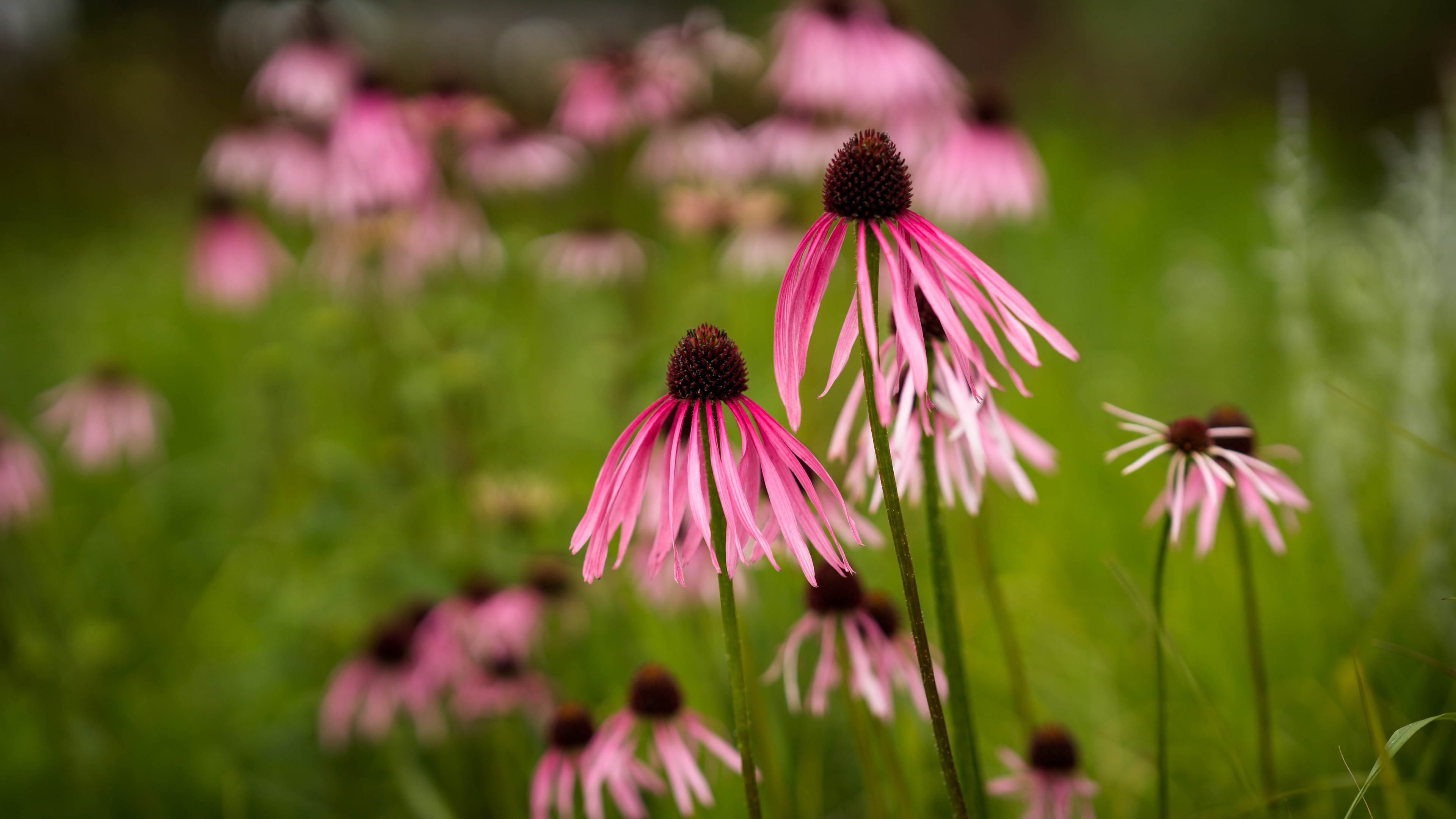 Coneflower Wallpapers