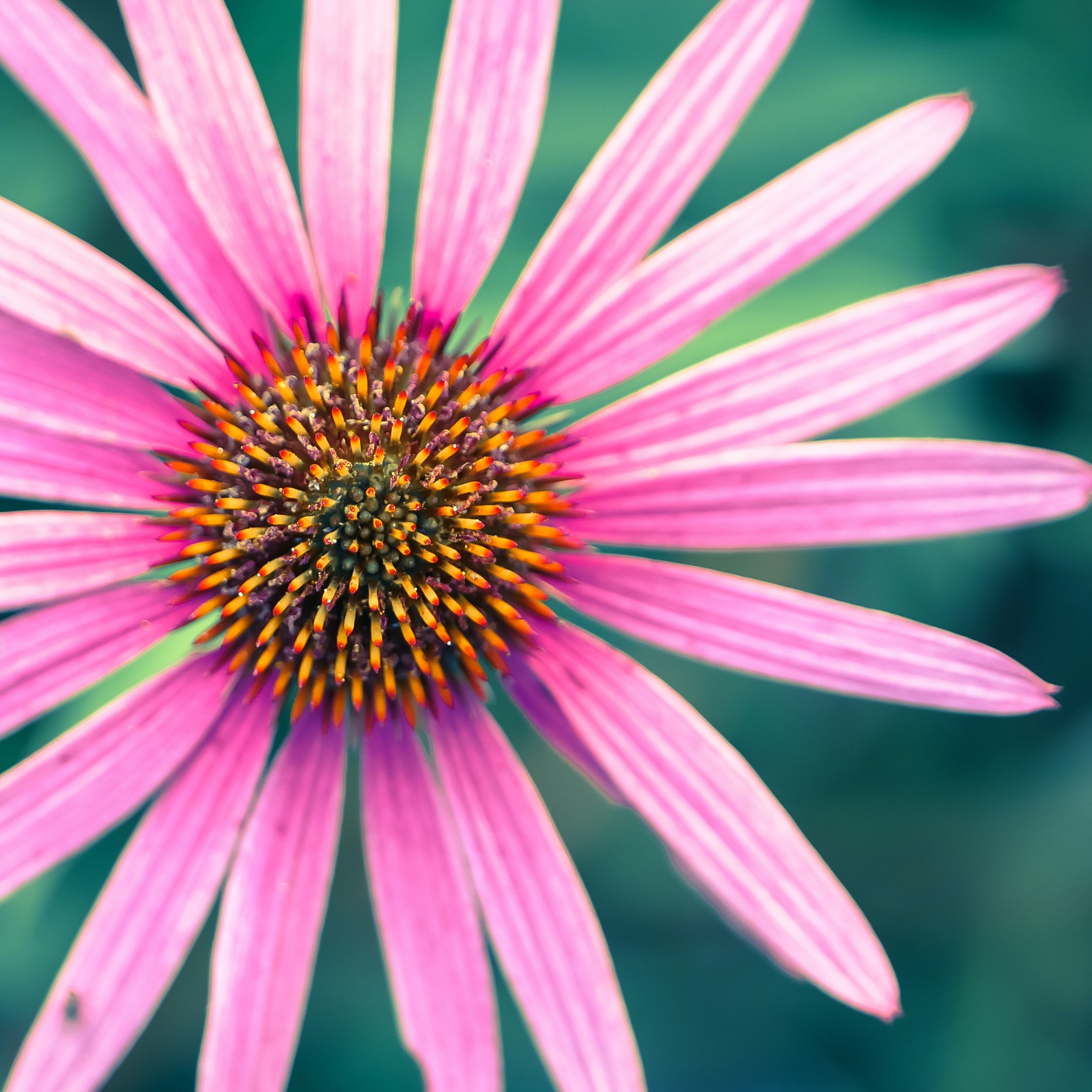 Coneflower Wallpapers