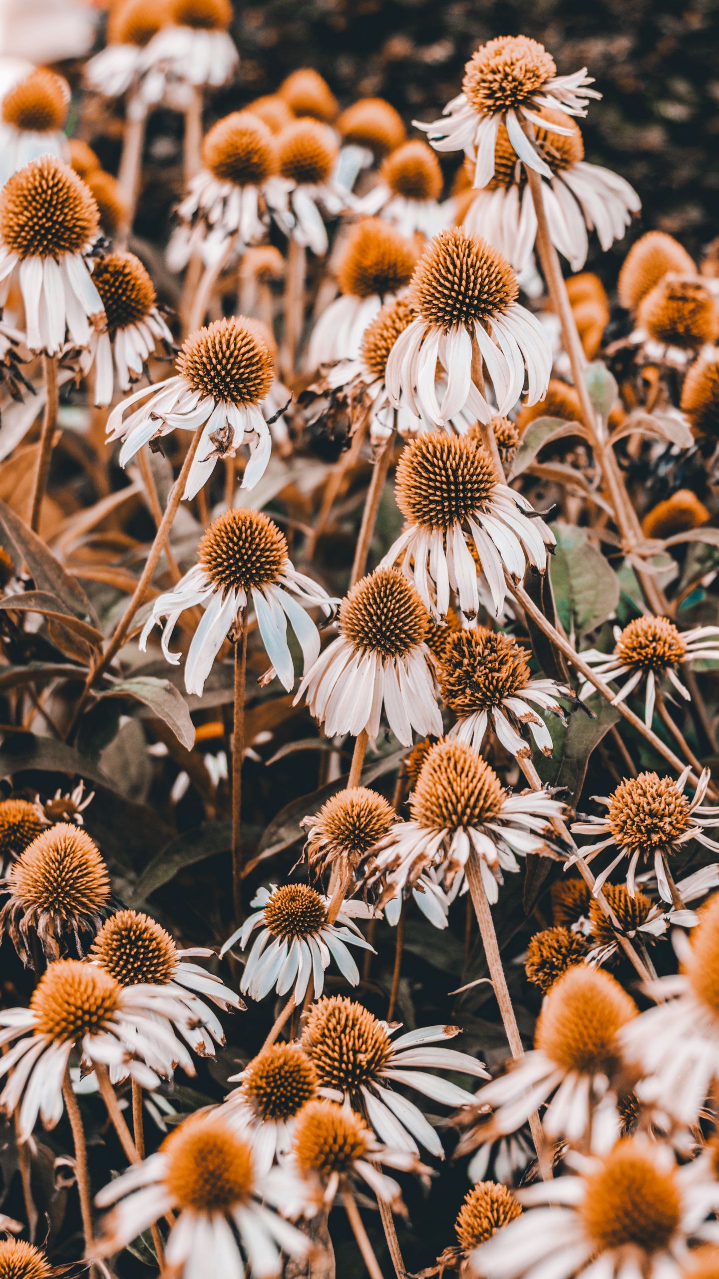 Coneflower Wallpapers