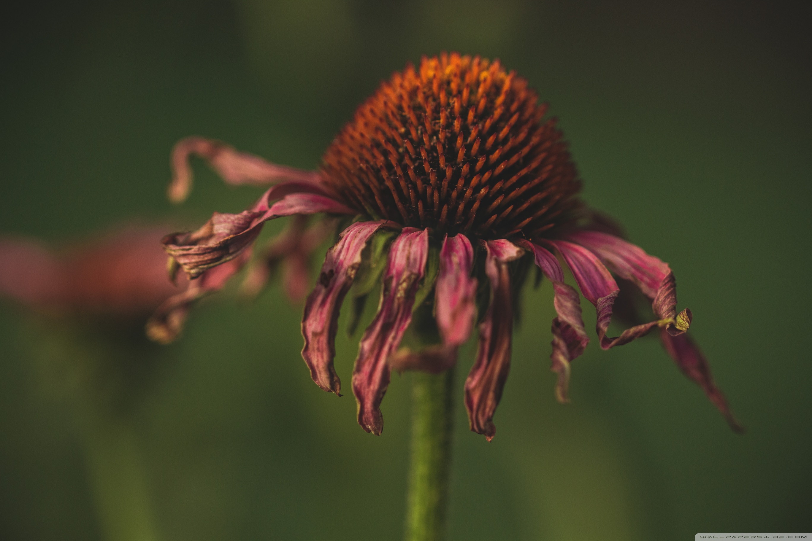 Coneflower Wallpapers