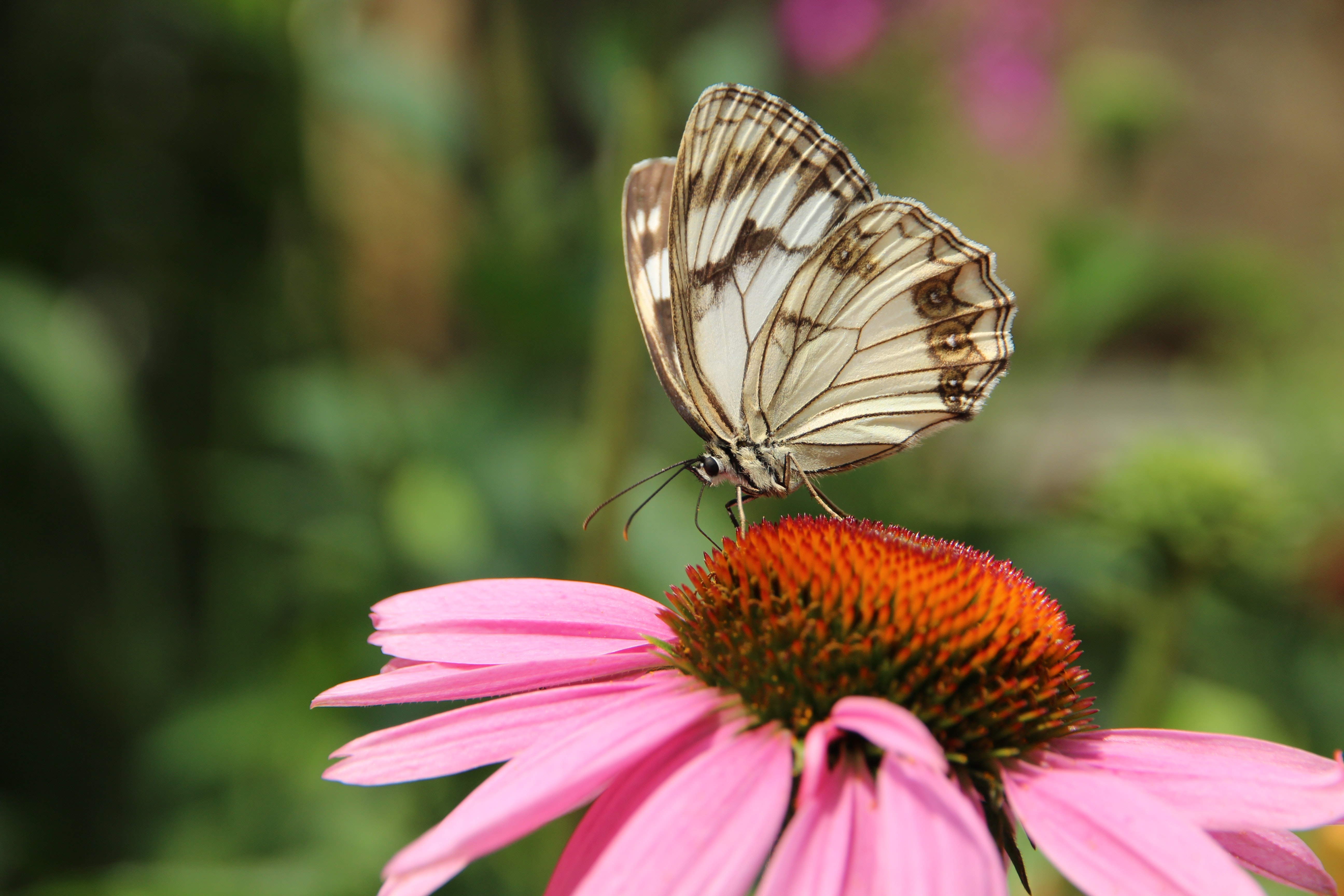 Coneflower Wallpapers