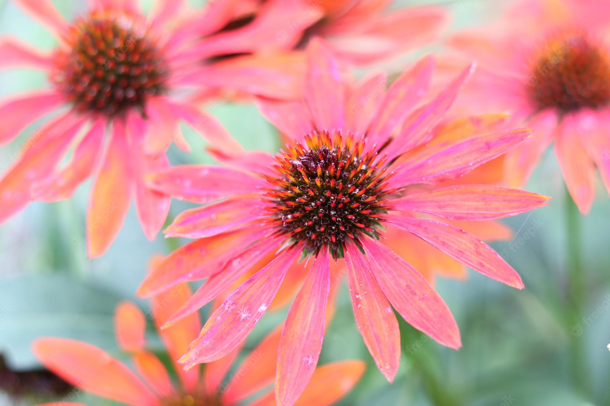 Coneflower Wallpapers