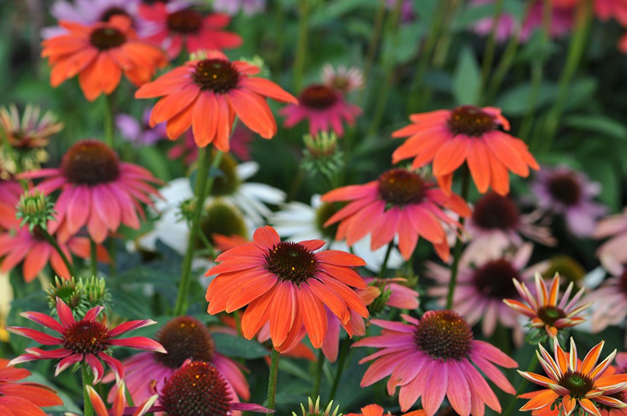 Coneflower Wallpapers