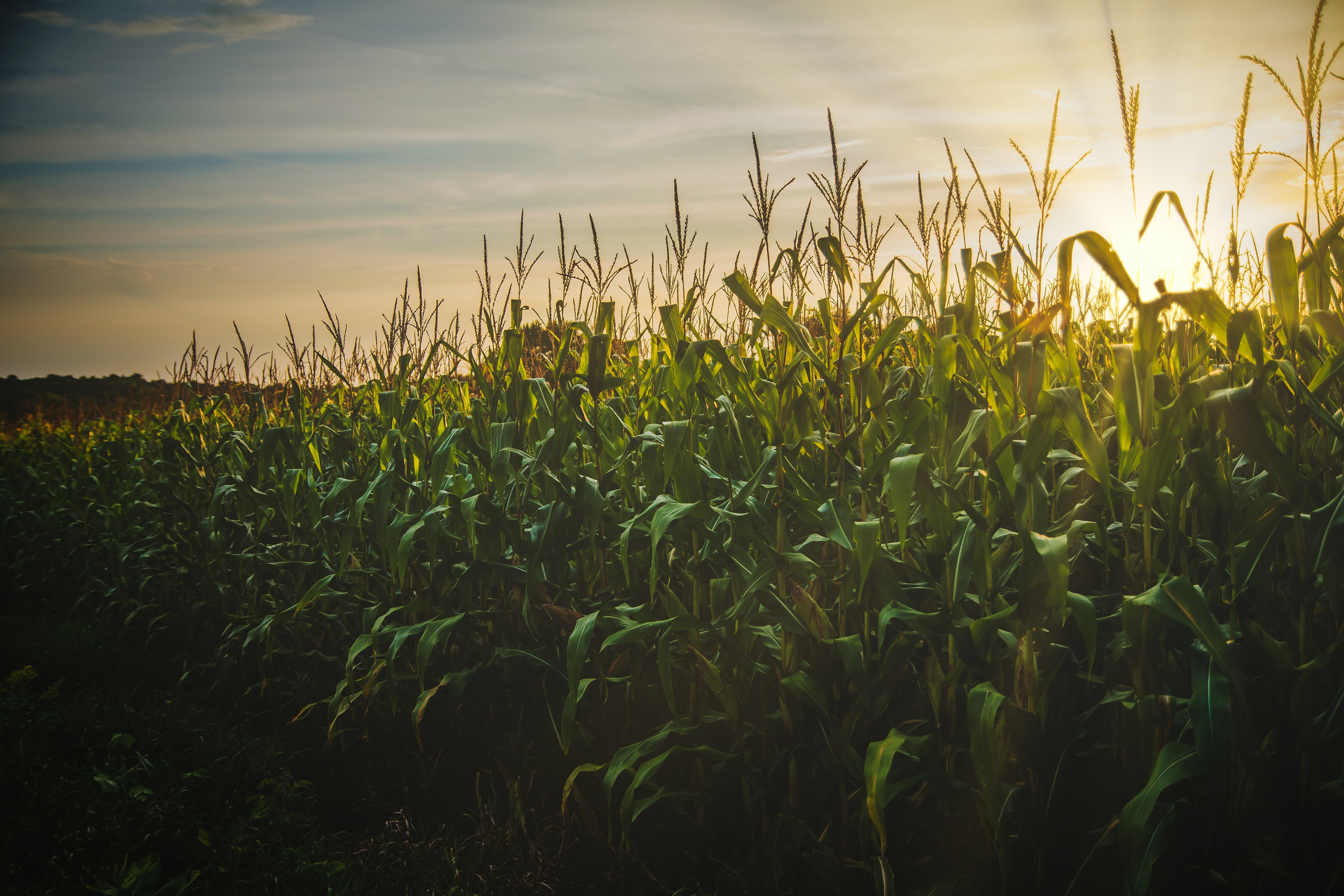 Cornfield Wallpapers