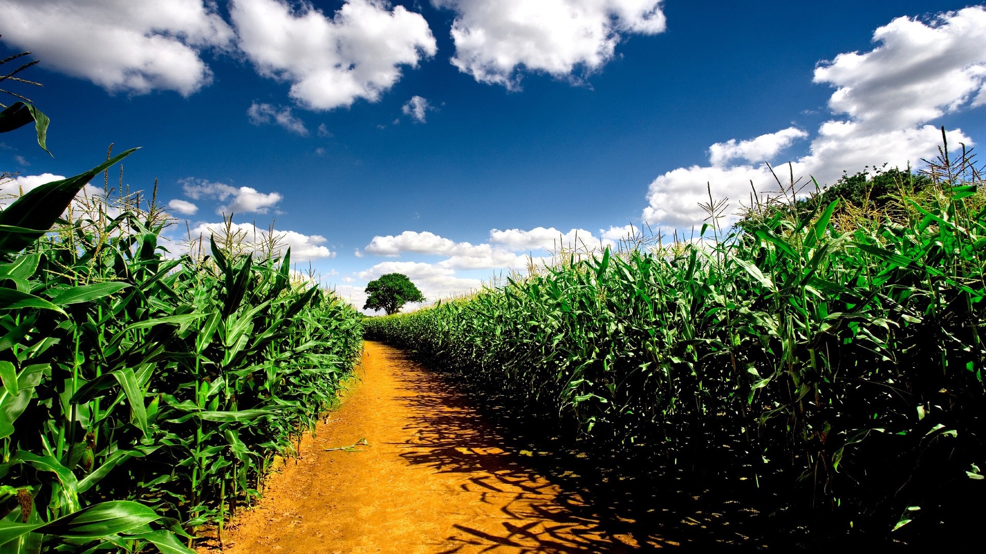 Cornfield Wallpapers