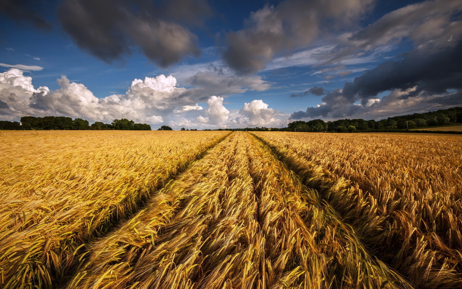 Cornfield Wallpapers