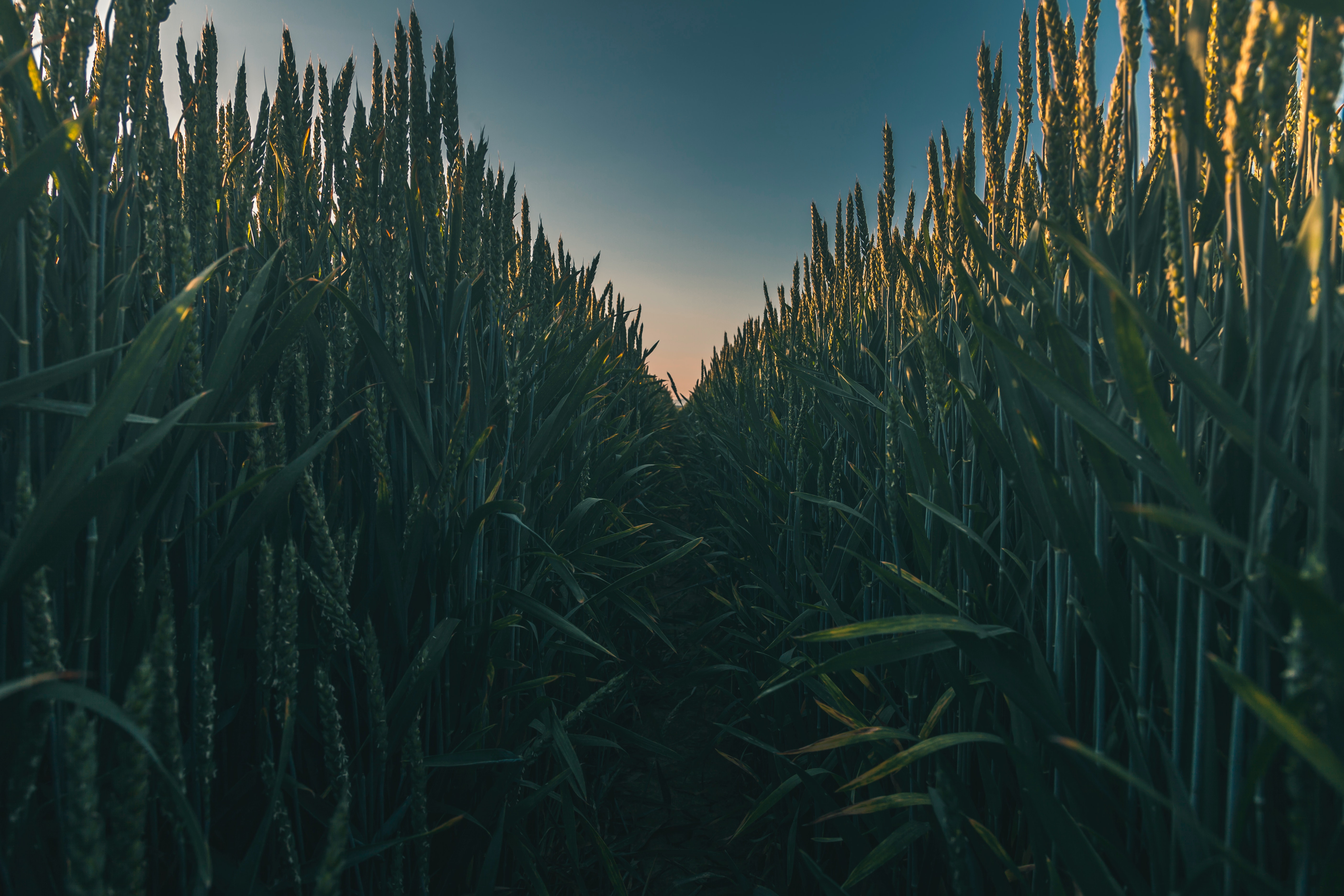 Cornfield Wallpapers