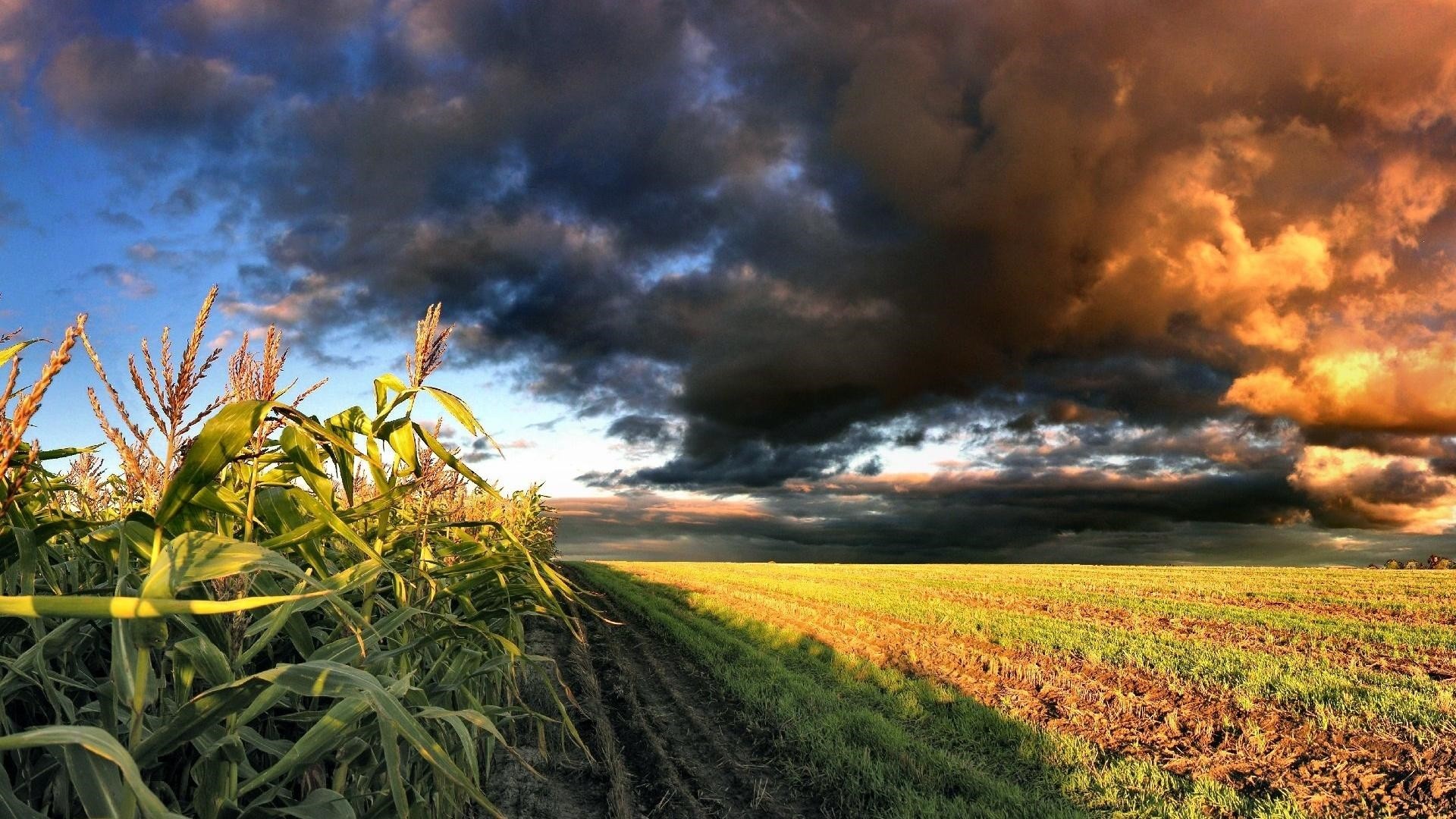 Cornfield Wallpapers