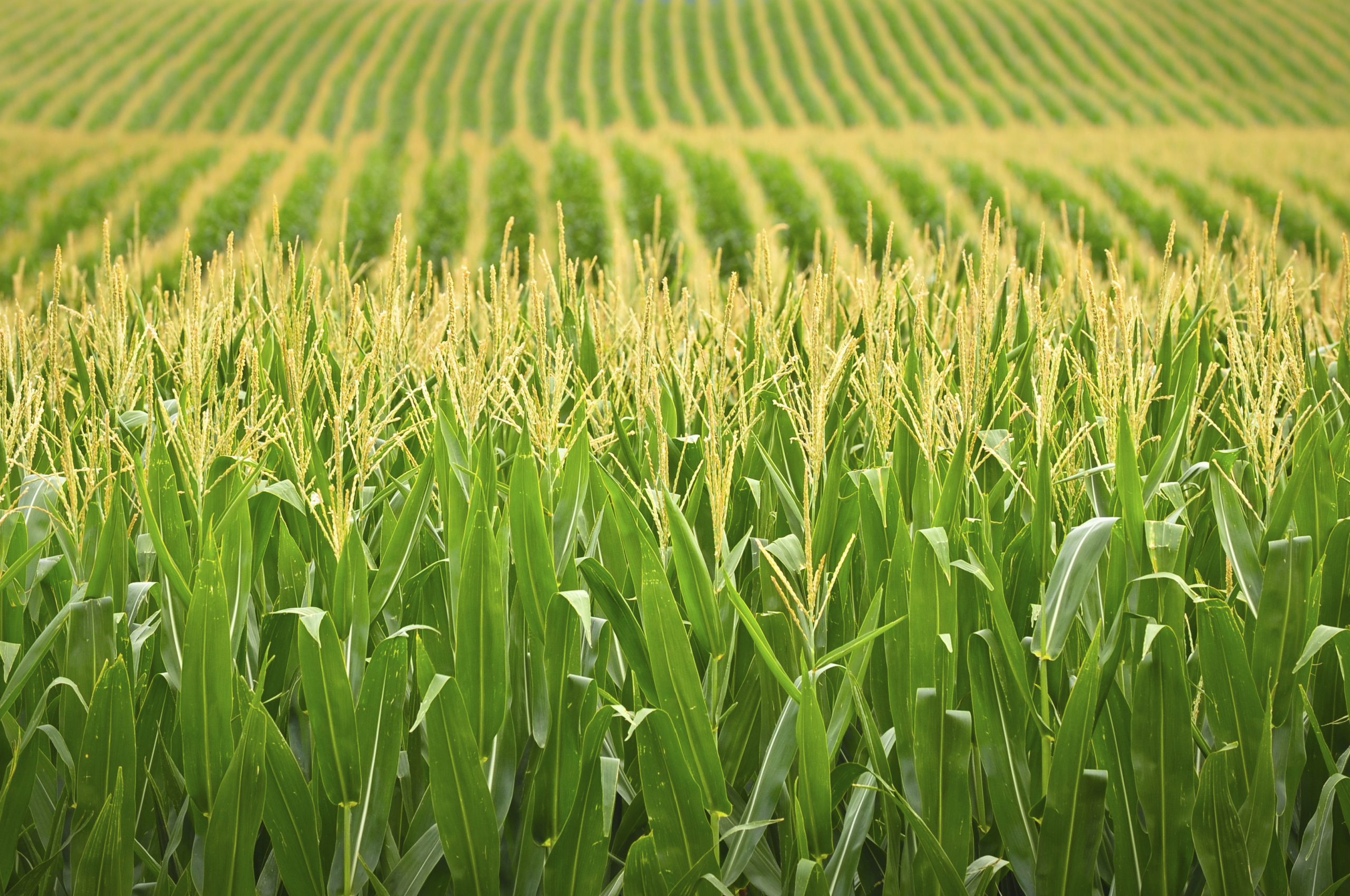 Cornfield Wallpapers