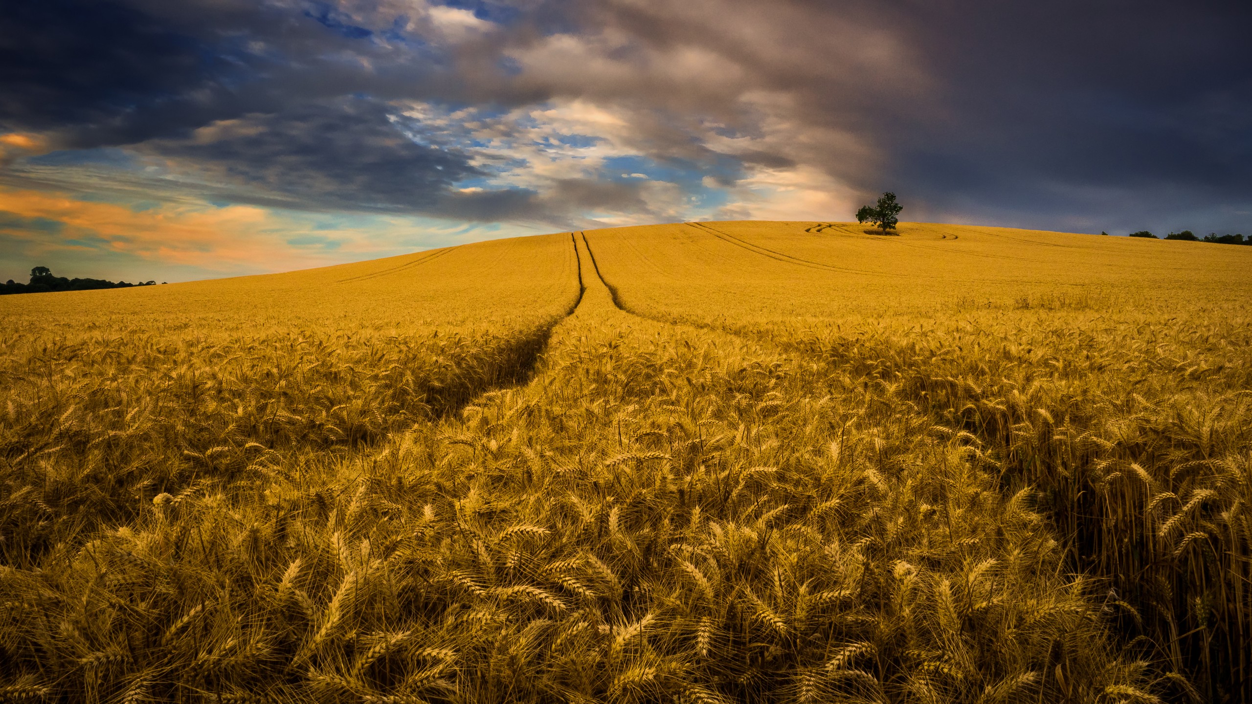 Cornfield Wallpapers