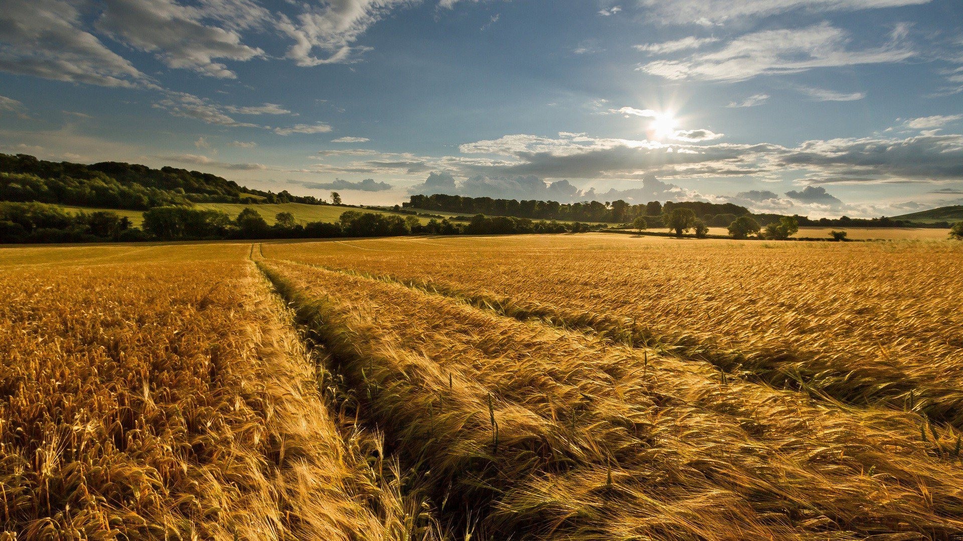 Cornfield Wallpapers